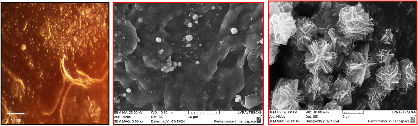 Three microscopic images side by side. The first shows an orange surface with a rough texture, marked with a scale of fifty micrometers. The second is a black and white scanning electron microscope image of a textured surface with scattered bright spots, accompanied by a twenty micrometer scale. The third image, also black and white, reveals complex, star-like crystalline structures with a two micrometer scale. Lecture details, including vacuum conditions and magnification, are visible on both SEM images.