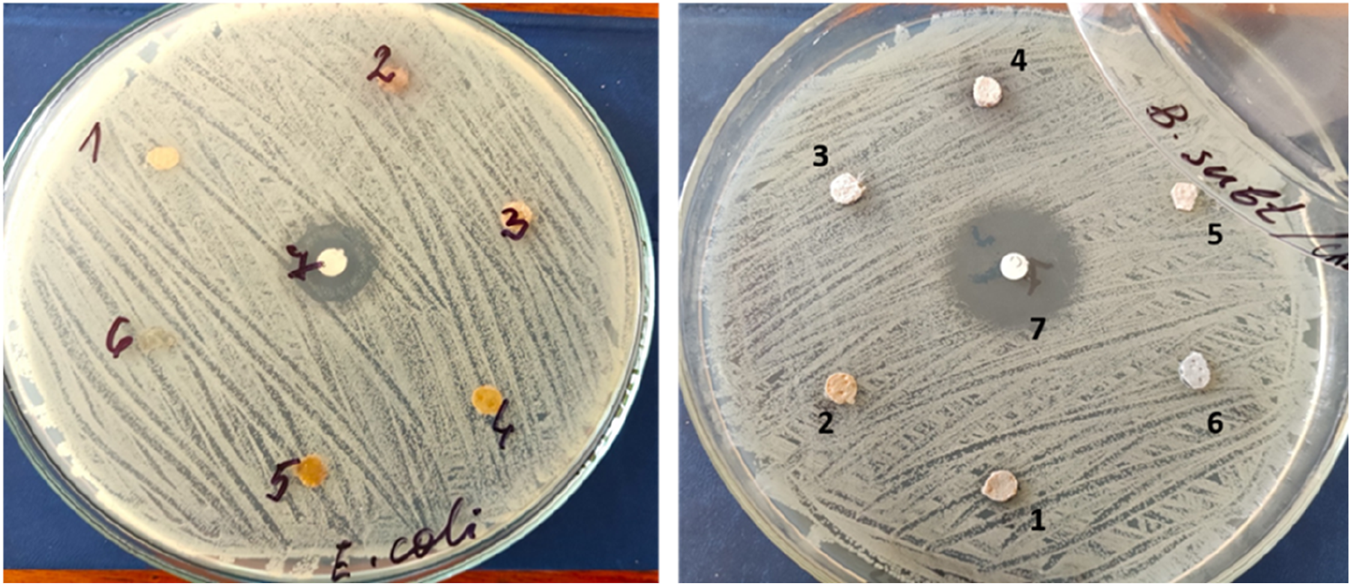 Two petri dishes with bacterial cultures and numbered discs for testing antimicrobial activity. The left dish is labeled "E. coli" with six discs, and the right dish is labeled "B. subtilis" with seven discs.