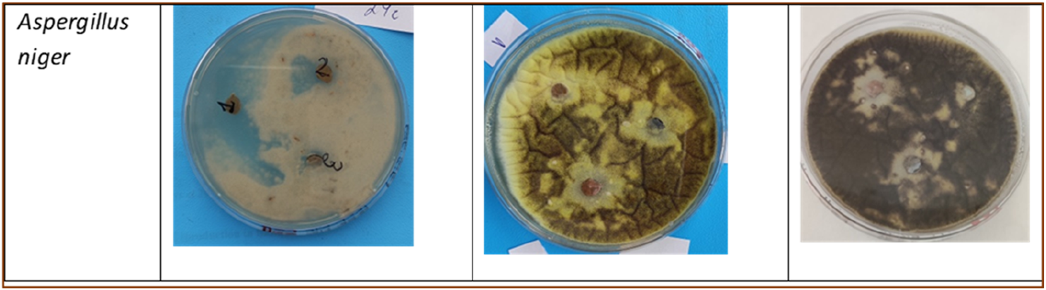 Three petri dishes displaying different growth stages of Aspergillus niger fungus. The first dish shows minimal growth with a light surface. The second dish exhibits moderate, yellow-brown growth with visible texture changes. The third dish shows dense, dark growth covering most of the surface.