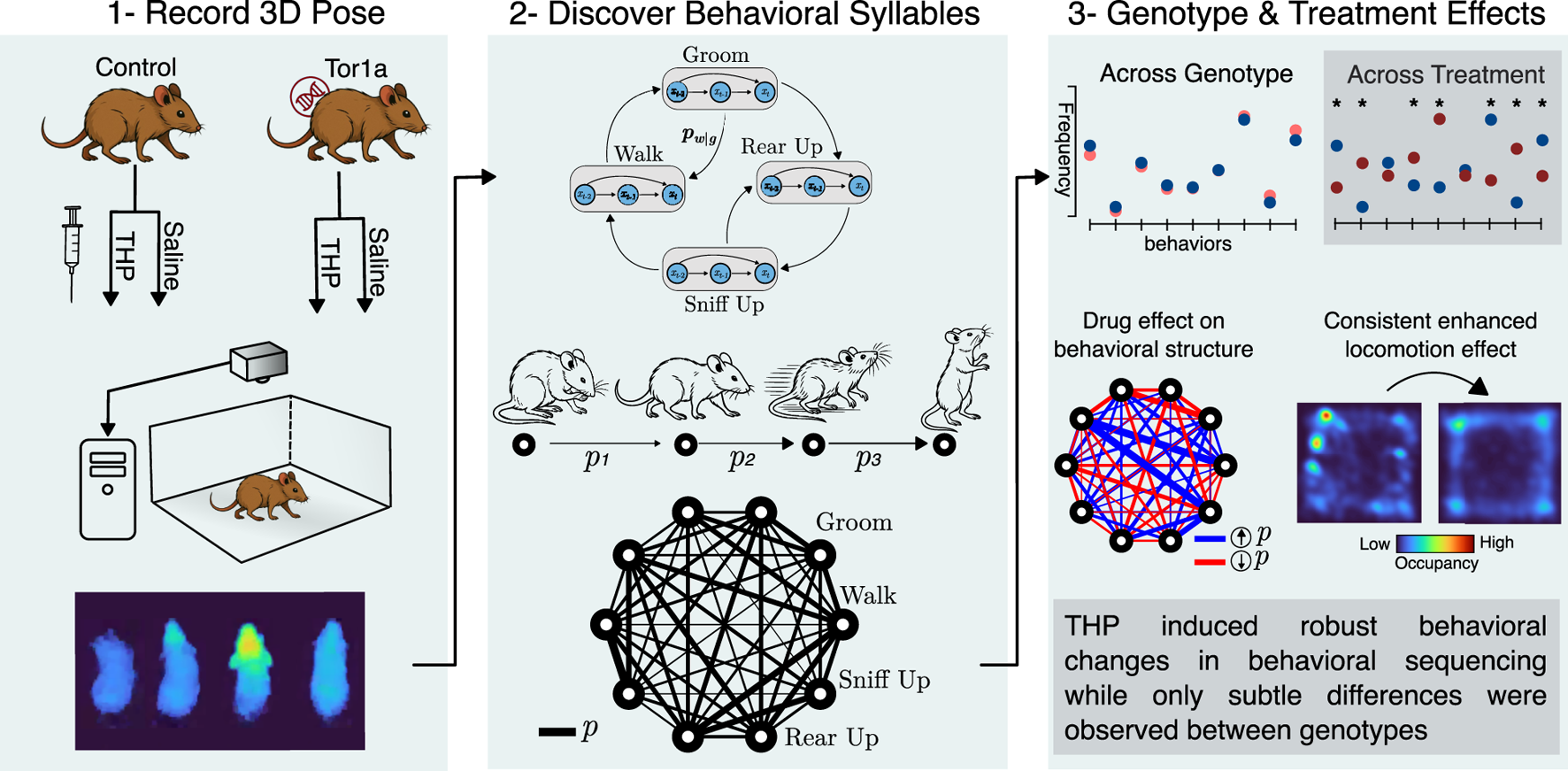 A scientific illustration depicting a study on mice behavior and treatment effects. First, mice are administered either THP or saline, and their 3D poses are recorded. Second, behavior syllables like grooming and walking are identified. Third, genotype and treatment effects on behavior are analyzed, showing variations across genotype and treatment. Graphs depict drug effects and consistent locomotion changes, with a schematic of behavioral sequence variations and occupancy heat maps. A conclusion notes THP induced significant behavioral changes compared to genotypes.