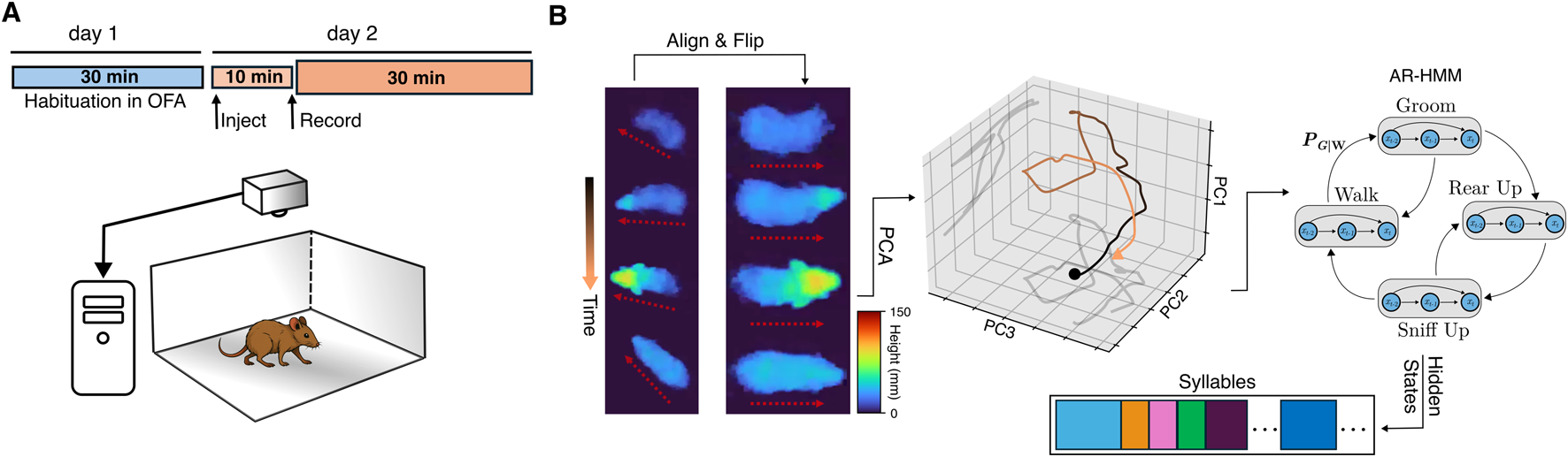 Diagram illustrating a mouse behavior experiment. Panel A shows a timeline for a two-day experiment with habituation, injection, and recording stages, alongside a setup where a mouse in an open field is monitored by a camera connected to a computer. Panel B displays heat maps of mouse movements over time, processed through principal component analysis (PCA), with a 3D plot of trajectories along different principal components. An autoregressive hidden Markov model diagram maps behavioral states like walk, sniff up, rear up, and groom. A legend indicates color-coded syllables representing hidden states.