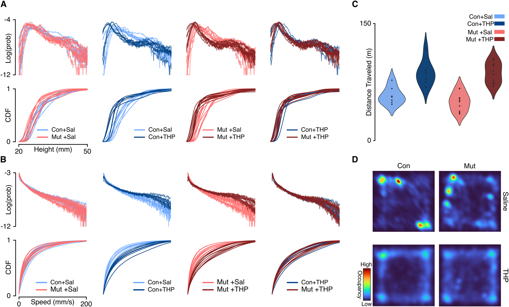 Graphs and visualization illustrating data from a study. Panel A shows line graphs of log(probability) vs. height and cumulative distribution function (CDF) for different treatments. Panel B displays log(probability) vs. speed and the CDF. Panel C is a violin plot showing distance traveled for various groups. Panel D contains heat maps representing occupancy for control (Con) and mutant (Mut), with treatments labeled as Saline and THP. Color coding differentiates data sets: blue for control and red for mutant, with varying shades indicating treatment modalities.