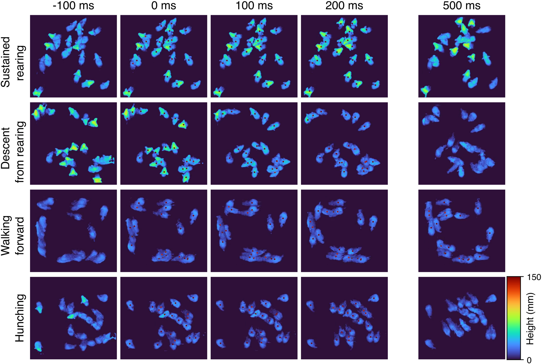 Heatmap grid illustrating mouse behavior at different time intervals (-100, 0, 100, 200, 500 milliseconds) across four actions: sustained rearing, descent from rearing, walking forward, and hunching. Colors range from blue to red, indicating height variations (0 to 150 millimeters).