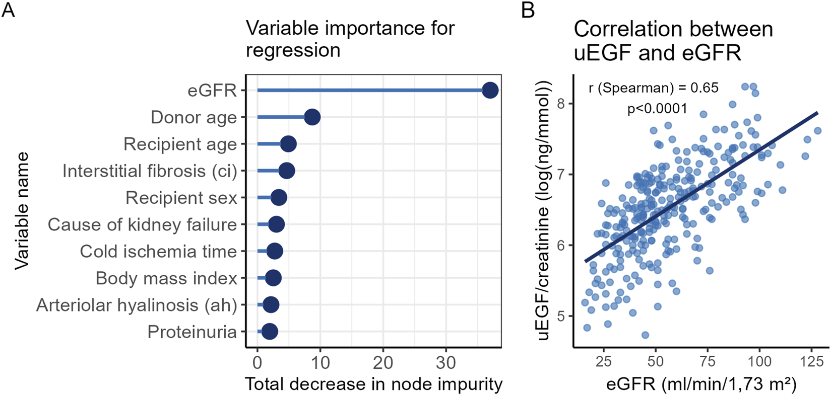 Panel A shows a random forest analysis, with eGFR as the most significant factor, followed by donor and recipient age. Panel B presents a scatter plot illustrating a positive correlation between uEGF/creatinine and eGFR, with a Spearman correlation coefficient of 0.65 and a p-value less than 0.0001.