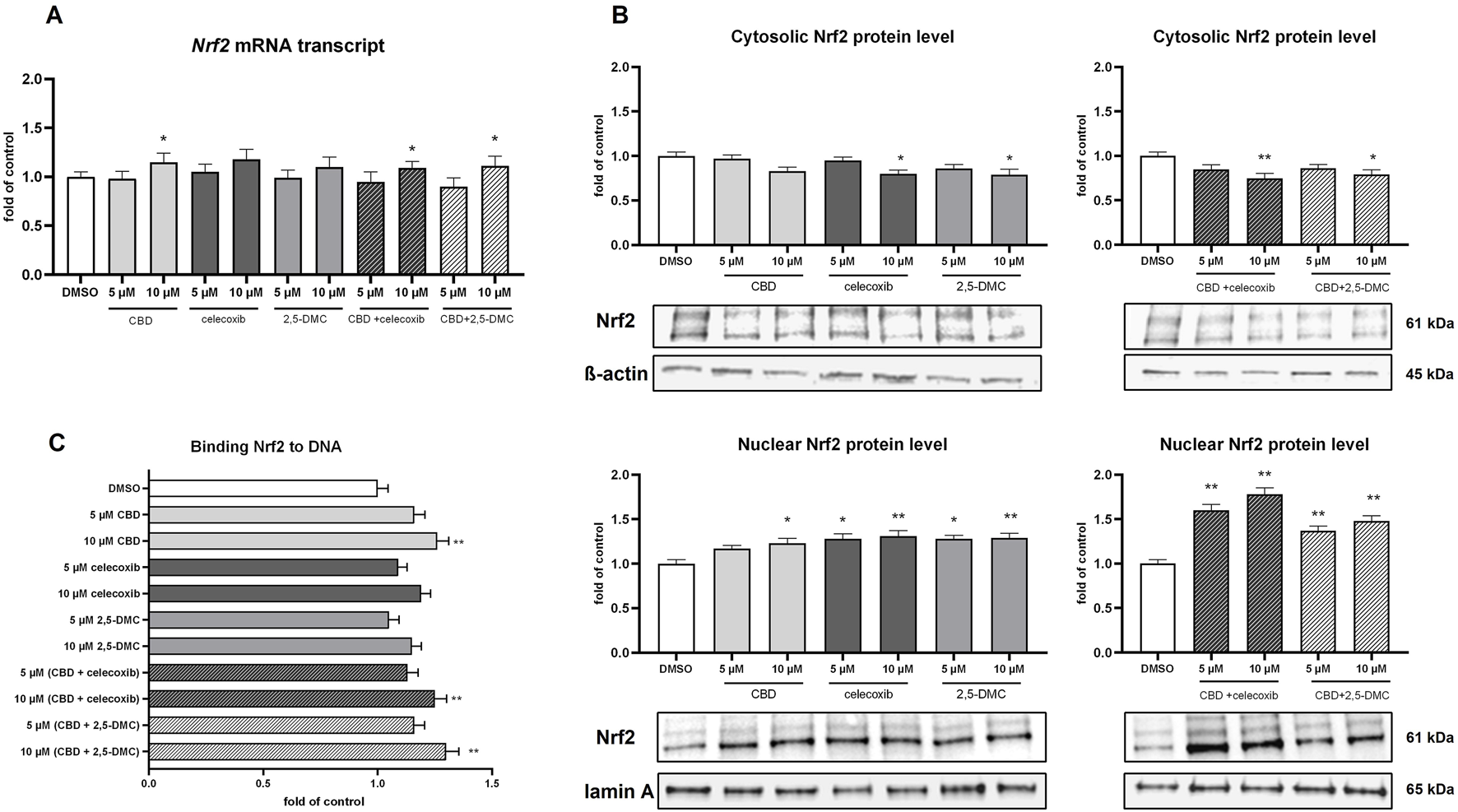 Bar graphs and Western blot images depicting the effects of different treatments (CBD, celecoxib, 2,5-DMC, and combinations) on Nrf2 mRNA transcript levels, cytosolic and nuclear Nrf2 protein levels, and Nrf2 binding to DNA. Each graph shows a fold of control comparison with statistical significance indicated by asterisks. The treatment conditions include various concentrations, and blots show protein bands at specified kilodalton markers.