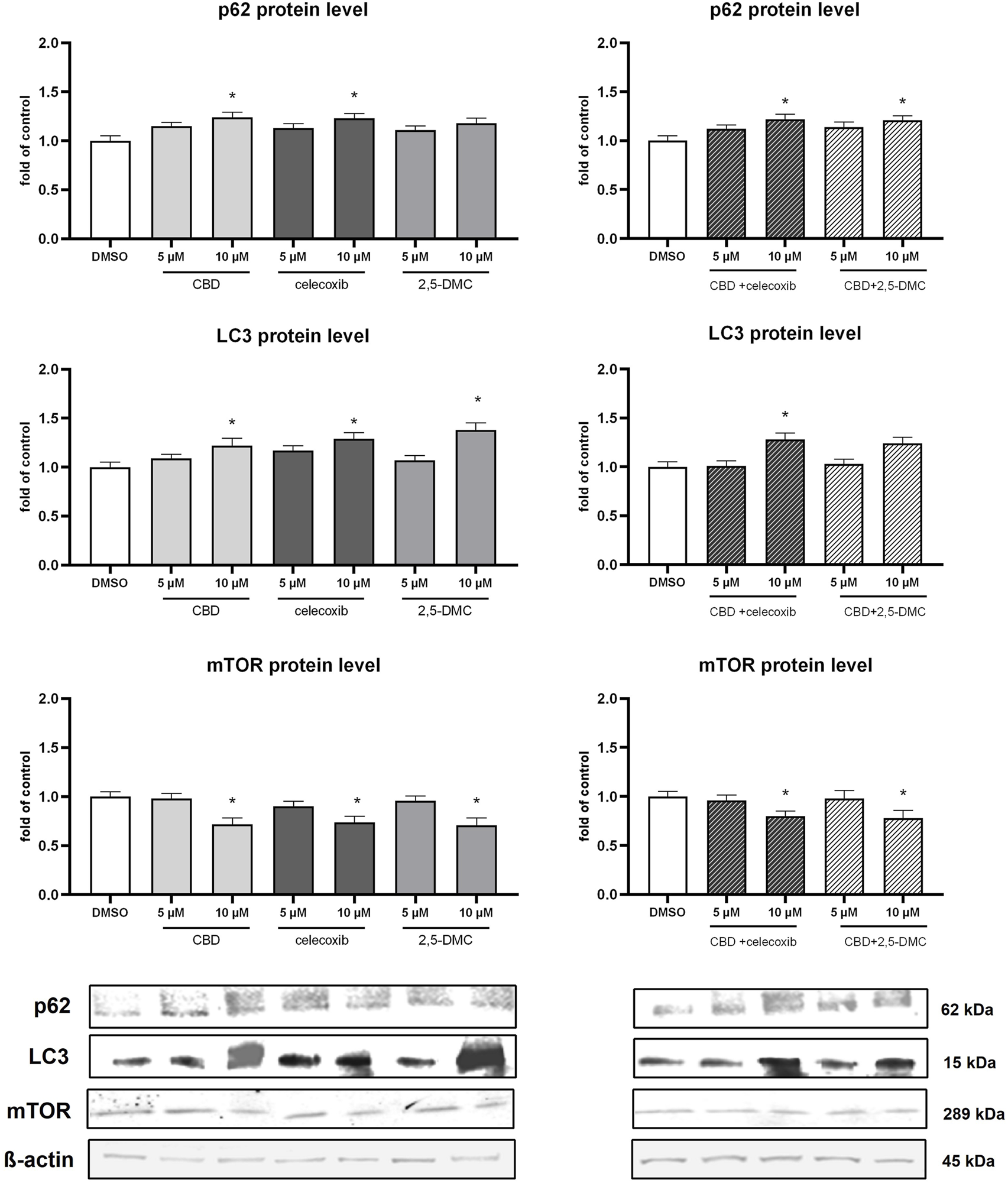 Bar graphs compare protein levels (p62, LC3, mTOR) under different treatments: DMSO, CBD, celecoxib, and 2,5-DMC at 5 µM and 10 µM doses. Significant differences are marked with asterisks. Western blots below show protein bands for p62, LC3, mTOR, and β-actin, with molecular weights labeled.