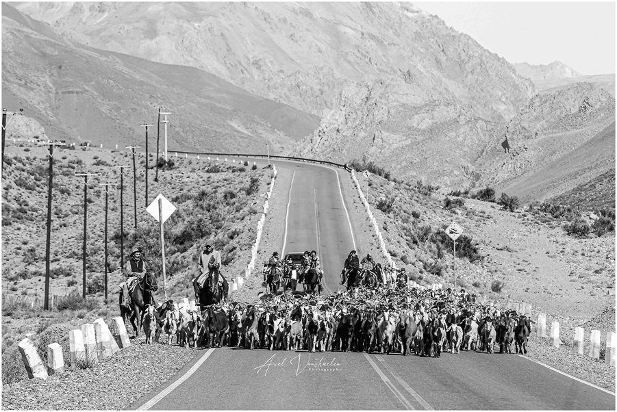 A group of people on horseback herding a large number of goats along a rural road, surrounded by mountainous terrain. The image is in black and white, emphasizing the expansive landscape and activity.