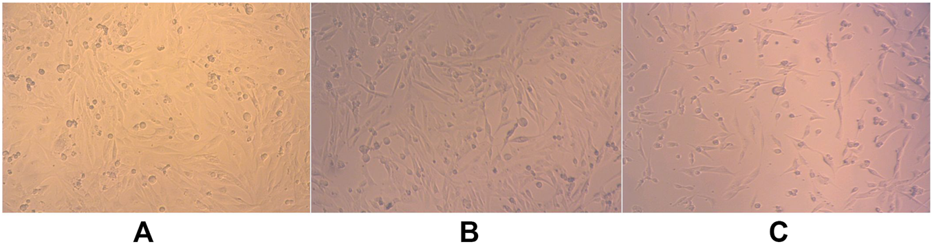 Three panels labeled A, B, and C show microscopic images of cells. Panel A displays numerous round and irregularly shaped cells. Panel B shows elongated, spindle-shaped cells with some clustered together. Panel C features similar elongated cells, appearing more sparse and evenly distributed than in panel B. The overall coloration is a pale pinkish hue.
