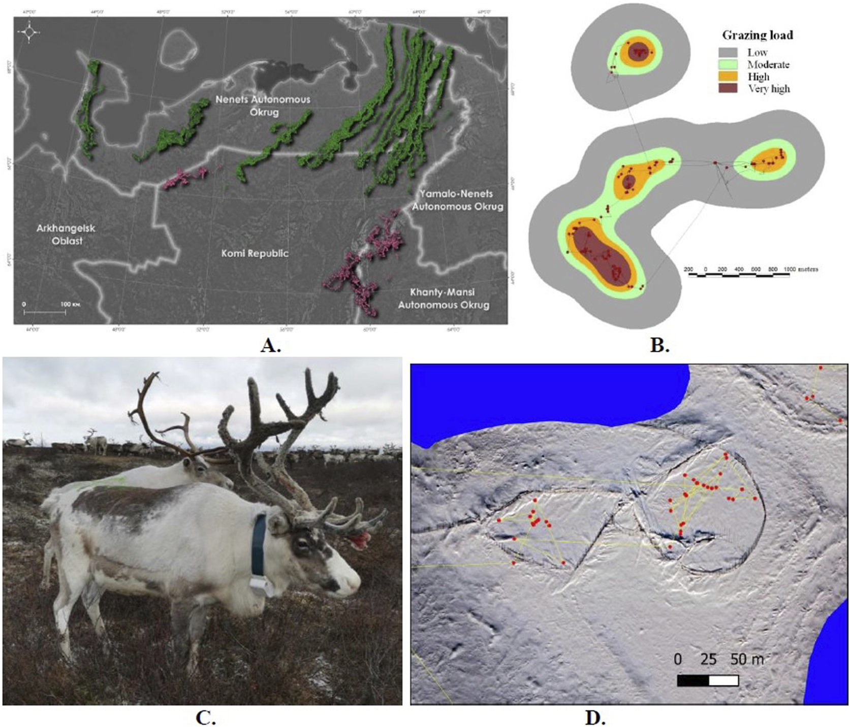 A. Map showing geographic areas in Russia, including the Komi Republic and other autonomous okrugs, with green and pink highlighted regions. B. Grazing load map with color-coded zones indicating low to very high grazing levels. C. Reindeer with antlers and a collar standing in a tundra landscape. D. Topographic map with red markers and contour lines, displaying specific terrain features.