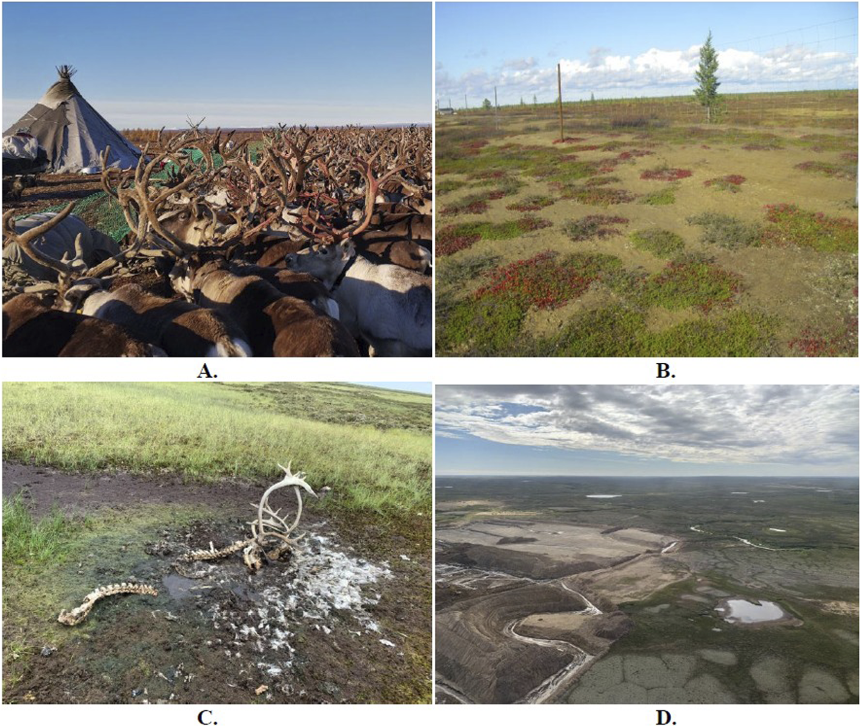 Image A shows a large herd of reindeer with a traditional tent in the background. Image B depicts a vegetation patch with various small shrubs and plants. Image C shows reindeer bones scattered on the ground near grassy terrain. Image D presents an aerial view of a vast landscape with bodies of water and open fields under a cloudy sky.