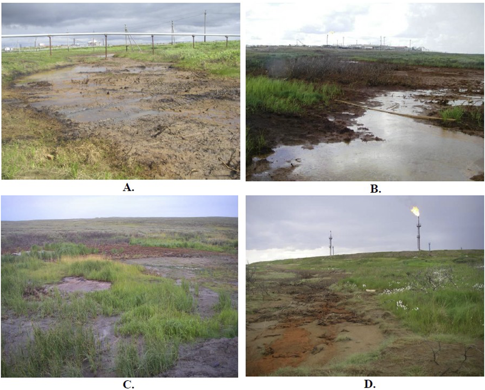 A collage of four images depicting different oil spill sites in natural environments. A shows a muddy area with sparse grass and puddles near a pipeline. B features a wetland with waterlogging and grass, with industrial buildings in the background. C depicts a grassy field with patches of bare, muddy ground. D shows a grassy landscape with oil exploration structures emitting flames in the background.
