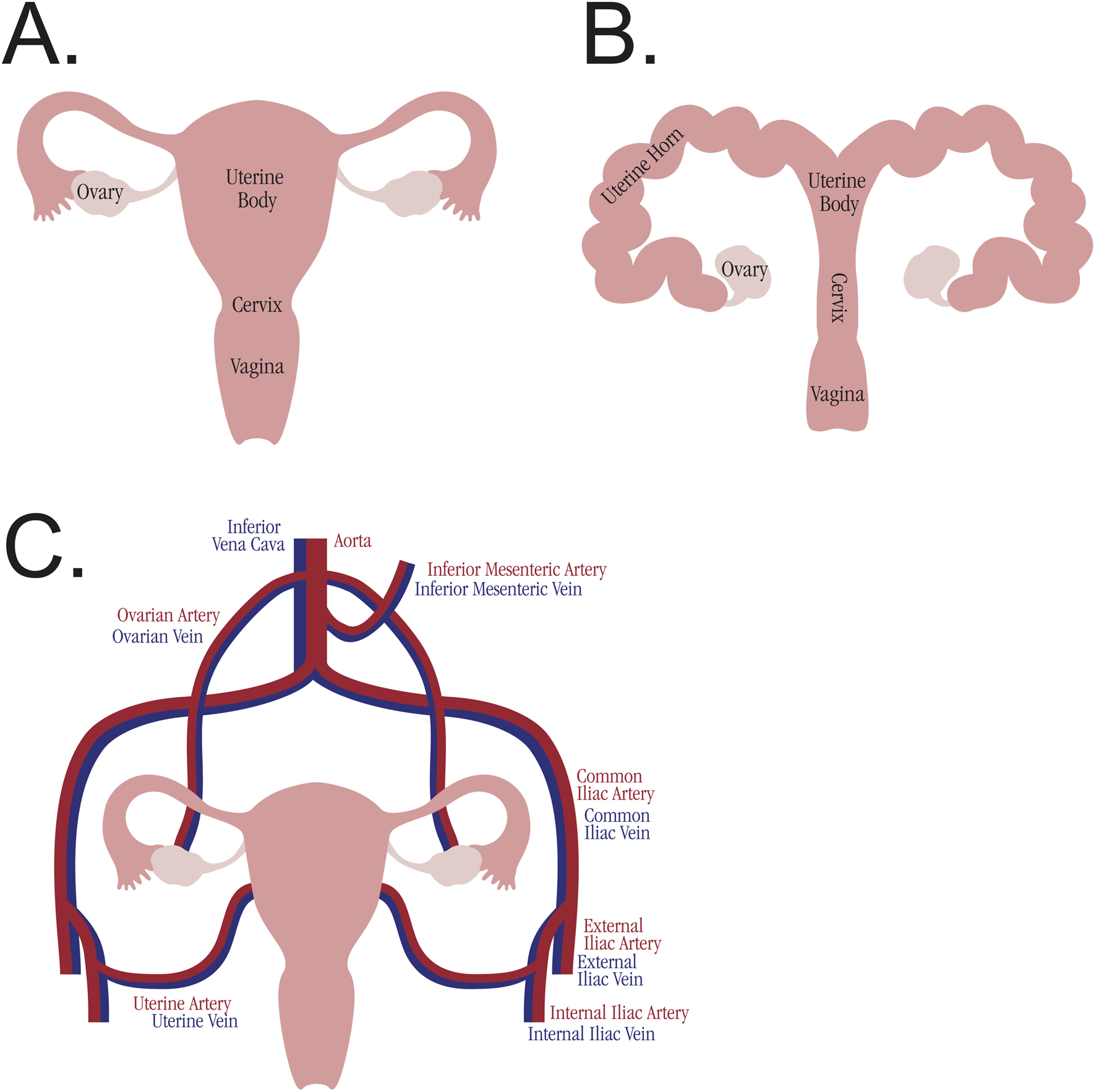 Diagram comparing reproductive anatomy and vascular system. A: Simplified human female reproductive system with labeled uterine body, cervix, vagina, and ovaries. B: Similar structure for a swine with labeled uterine horn, body, cervix, and ovaries. C: Blood supply diagram showing arteries and veins associated with the reproductive organs, including the aorta, inferior vena cava, mesenteric, ovarian, and iliac vessels.