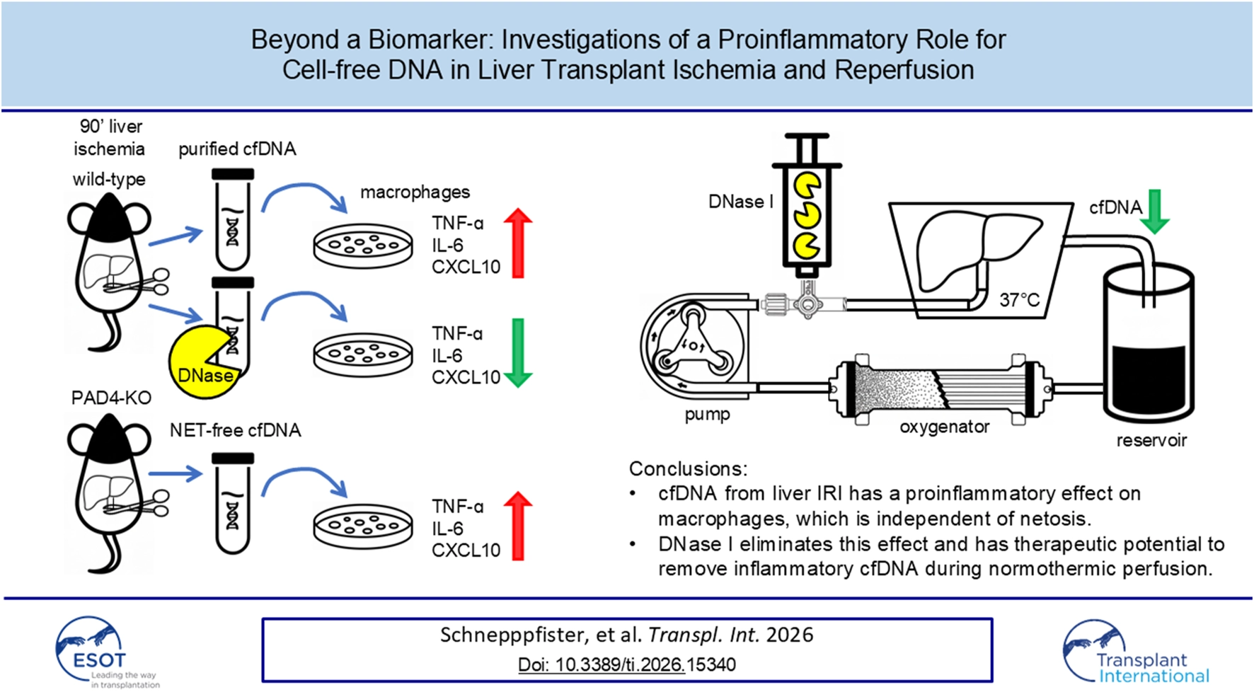 Illustration comparing effects of purified cell-free DNA (cfDNA) from ischemic livers and NET-free cfDNA on macrophage activation, showing increased inflammatory markers in both wild-type and PAD4-knockout mice. Addition of DNase-treated cfDNA reduces inflammatory cytokines. Schematic of normothermic liver perfusion with DNase I demonstrates decreased inflammatory cfDNA in the reservoir. Conclusions note cfDNA's proinflammatory effects and DNase I's therapeutic potential.