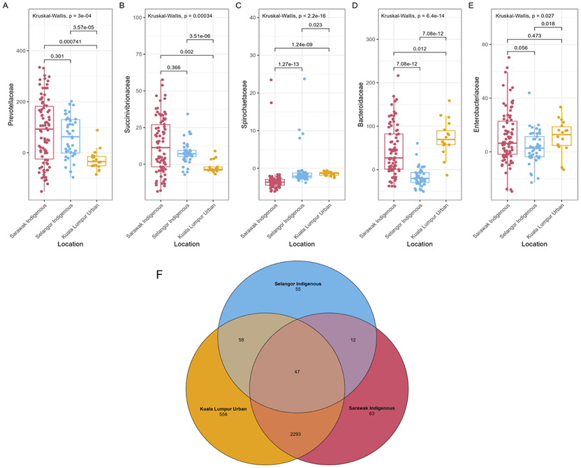 Boxplots labeled A to E display bacterial family abundance—Prevotellaceae, Succinivibrionaceae, Spirochaetaceae, Bacteroidaceae, and Enterobacteriaceae—across Sarawak Indigenous, Selangor Indigenous, and Kuala Lumpur Urban locations, with Kruskal-Wallis p-values indicating statistical differences. Below, a Venn diagram illustrates overlaps among these locations, with individual and shared values noted.