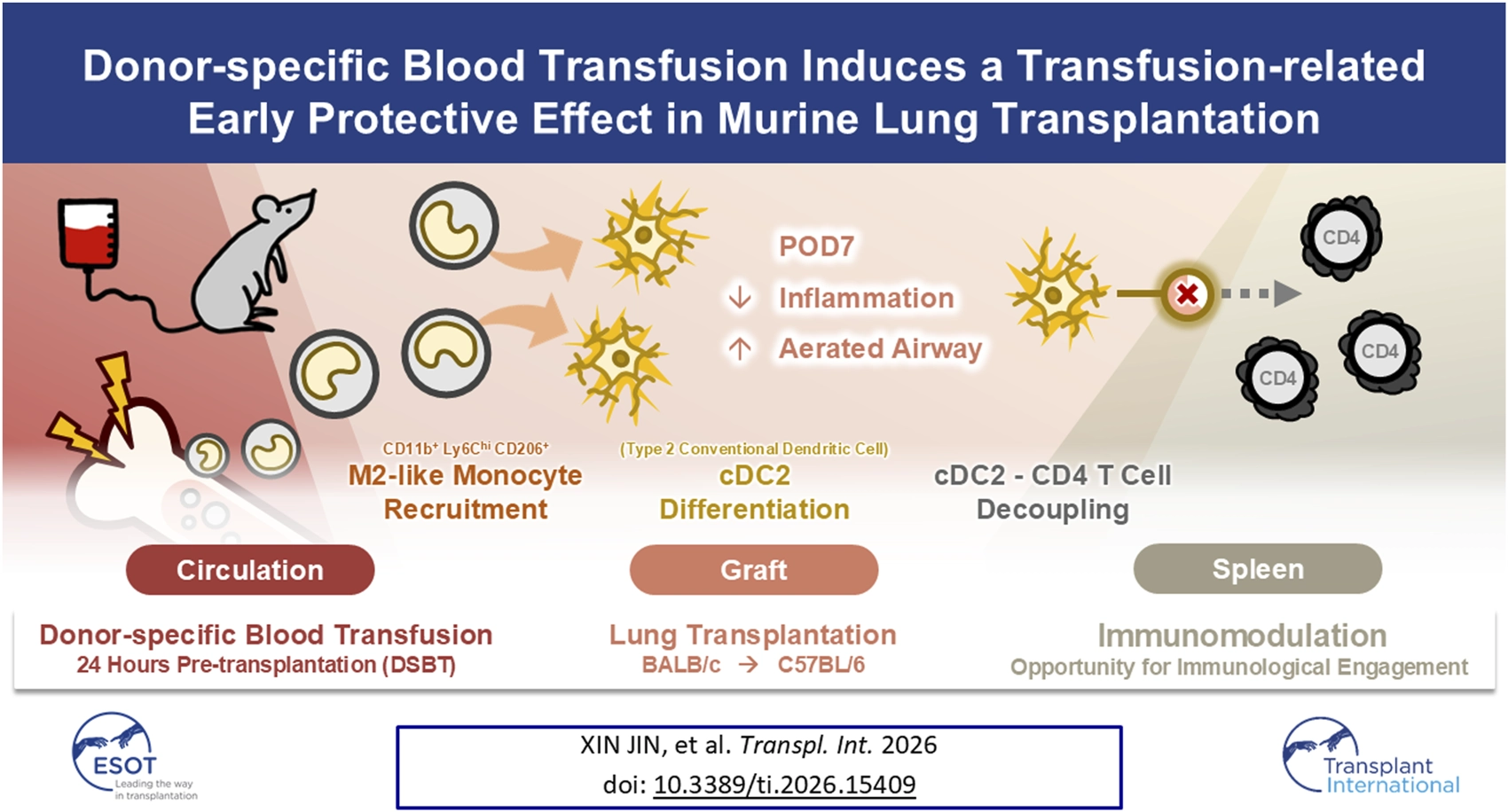 Infographic summarizes that donor-specific blood transfusion administered twenty-four hours before murine lung transplantation leads to M2-like monocyte recruitment in circulation, cDC2 differentiation in the graft, and decoupling of cDC2 and CD4 T cells in the spleen, resulting in reduced inflammation and improved airway aeration at postoperative day seven, highlighting immunomodulation opportunities.