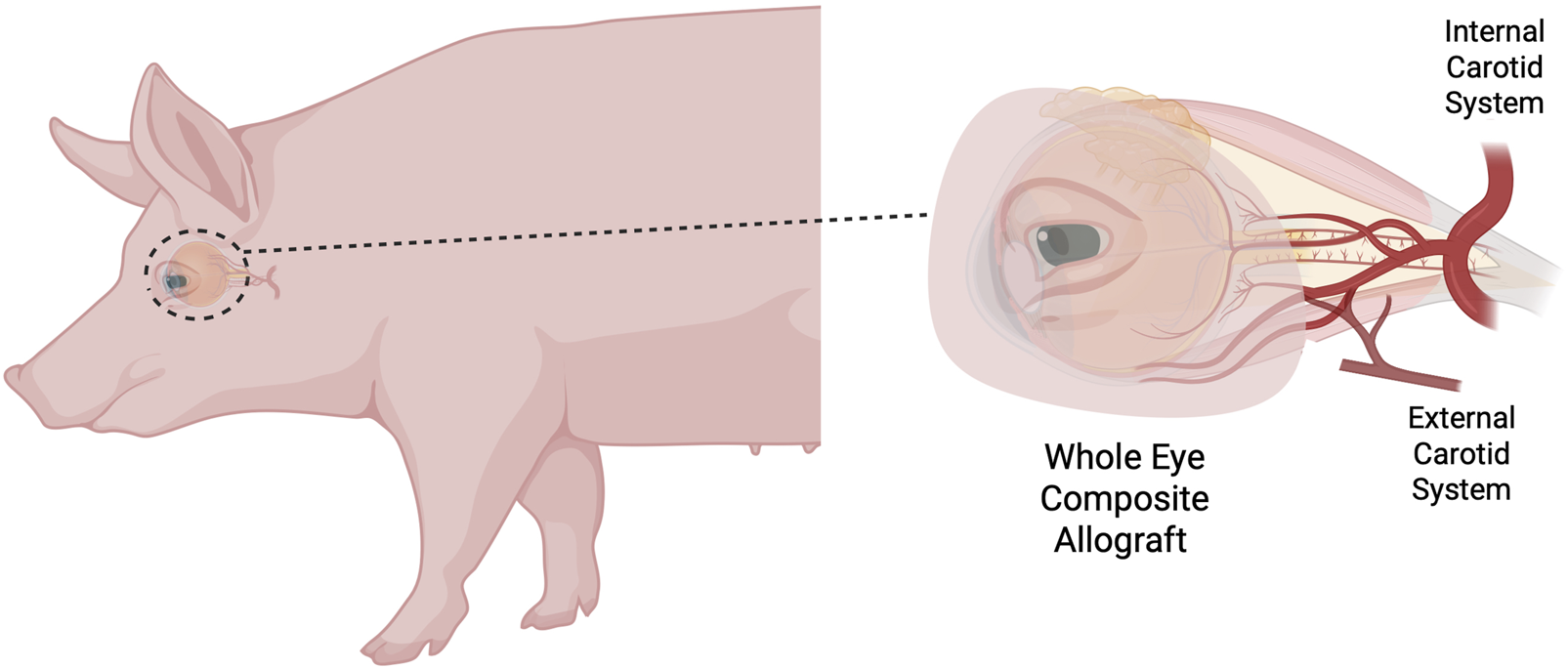Illustration of a pig with a labeled cross-section focusing on the eye area. A dotted line leads to a detailed view of the whole eye composite allograft, showing internal and external carotid systems.
