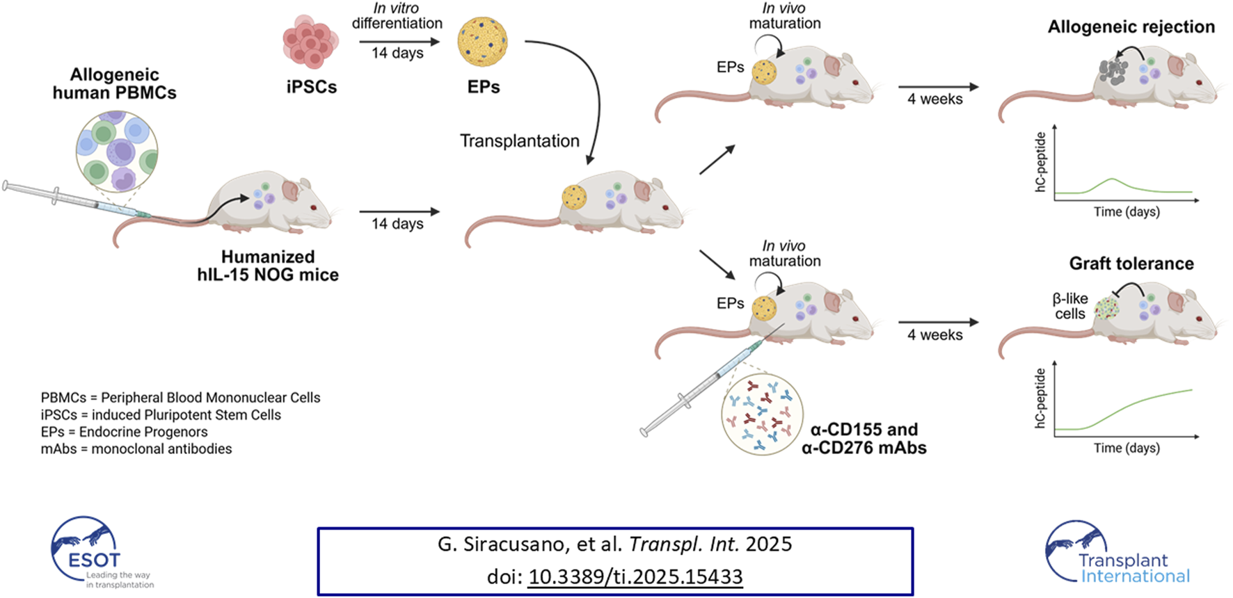 Schematic diagram illustrating a study on graft tolerance versus rejection in humanized hIL-15 NOG mice. Human iPSCs are differentiated into endocrine progenitors (EPs) over 14 days and transplanted into mice previously infused with allogeneic human PBMCs. EPs mature in vivo over four weeks. In the absence of monoclonal antibodies targeting CD155 and CD276, the graft is rejected, as shown by loss of human C-peptide secretion. Conversely, administration of anti-CD155 and anti-CD276 antibodies promotes graft tolerance, preserving C-peptide levels and supporting functional maturation of EPs.