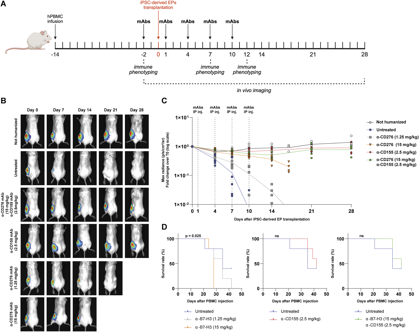Panel A shows the experimental timeline: hIL-15 NOG mice receive human PBMCs, iPSC-derived EP grafts, and multiple intraperitoneal injections of blocking antibodies (anti-CD276, anti-CD155) at defined timepoints. Panel B displays bioluminescence imaging from day 0 to day 28, showing signal changes during different treatments. Panel C quantifies bioluminescence signal as fold change from baseline, comparing not-humanized, untreated, and treated groups with different doses of antibodies. Panel D consists of Kaplan-Meier survival curves, highlighting statistically significant differences in survival rates.