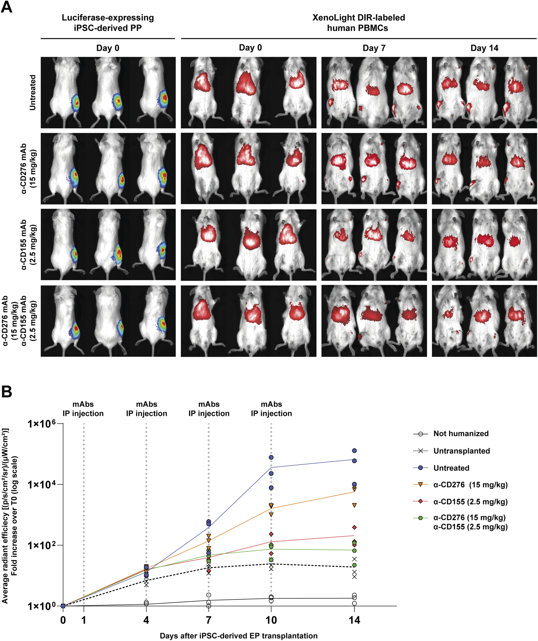 Panel A shows bioluminescence and near-infrared imaging of mice receiving luciferase-labeled iPSC-derived EPs and DIR-labeled human PBMCs. Time points include day 0, 7, and 14. Red fluorescent signal from PBMCs accumulating at the graft site indicates immune cell infiltration. Panel B is a line graph depicting average radiance efficiency expressed as fold change over time. The graph compares not humanized, untransplanted, untreated, and treated groups with anti-CD276 and anti-CD155 at different doses.