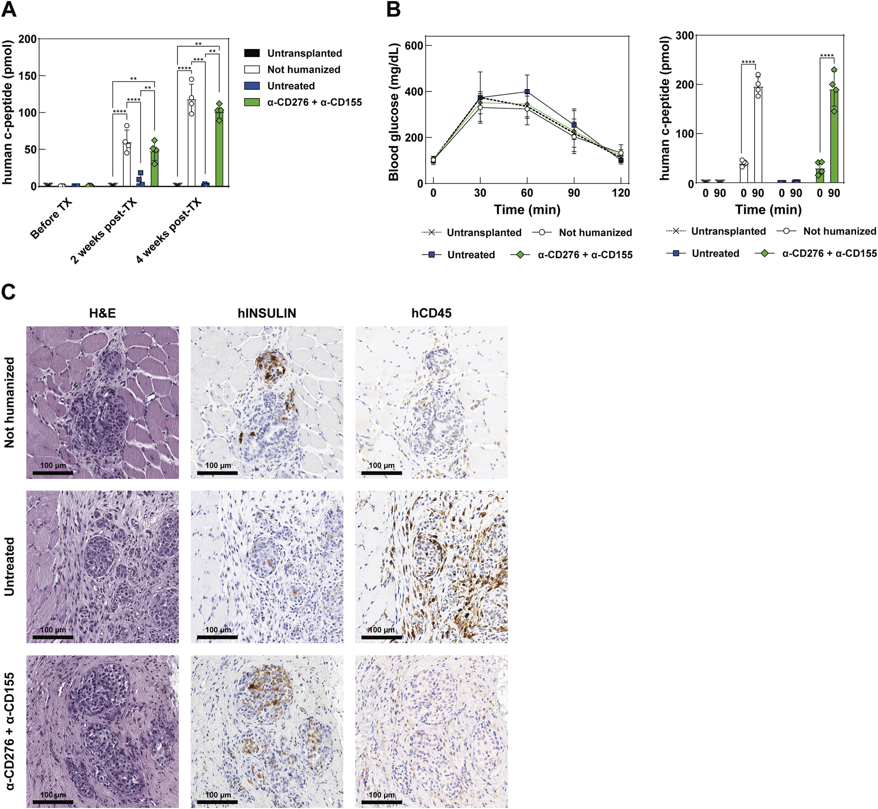 Graph and histology images showing functional assessment and maturation of EP grafts after transplantation. Panel A shows bar graphs of circulating human C-peptide concentrations measured in mouse plasma at baseline, 2 weeks, and 4 weeks post-transplantation. Bars represent different treatment groups, including untransplanted and antibody-treated mice. Panel B includes two plots: on the left, a line graph depicts blood glucose levels over time during an intraperitoneal glucose tolerance test; on the right, a bar graph compares human C-peptide levels at 0 and 90 minutes post-challenge. Panel C presents histological images of graft sites stained with H&E, human insulin, and human CD45 in non-humanized, untreated, and antibody-treated mice. Scale bars are 100 μm.