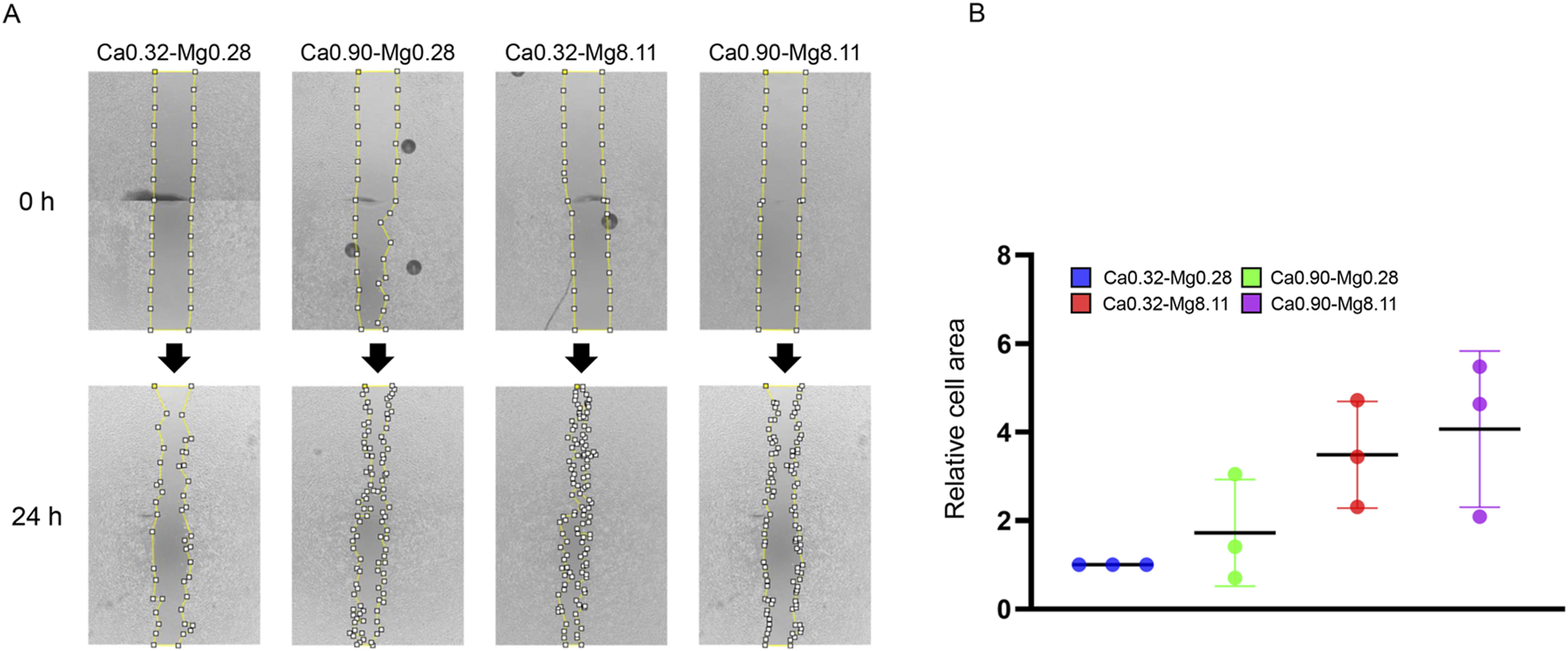 Panel A shows wound healing assays for different Ca-Mg compositions at 0 and 24 hours, illustrating cell migration with yellow lines. Panel B presents a graph comparing the relative cell areas for each composition, with dots representing individual data points and lines indicating the mean and standard deviation.
