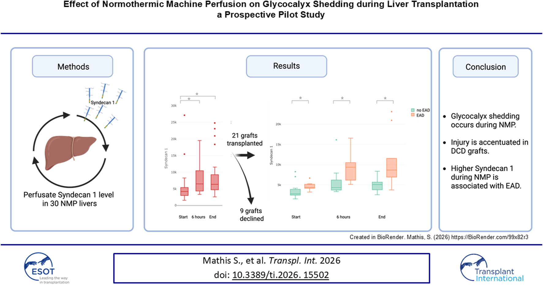 Title slide of a scientific study showing methods, results, and conclusions about Syndecan 1 measurement during normothermic machine perfusion (NMP) of thirty livers, with box plots highlighting increased Syndecan 1 in livers with early allograft dysfunction (EAD), and conclusions stating glycocalyx shedding occurs during NMP, is worse in DCD grafts, and higher Syndecan 1 during NMP predicts EAD.