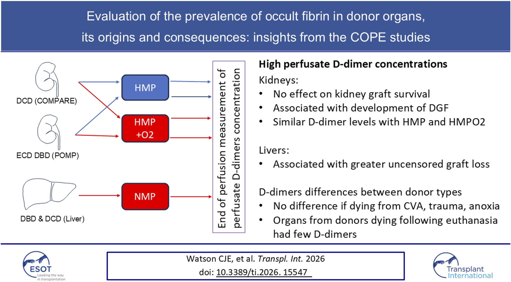 Infographic summarizing COPE study insights on donor organ D-dimer prevalence. Illustrations show kidney and liver pathways for HMP, HMP with oxygen, and NMP, with arrows indicating perfusion types. Text reports that in kidneys, high perfusate D-dimer concentrations do not affect graft survival but are linked to delayed graft function and are similar between HMP and HMP plus oxygen. In livers, high D-dimer is linked to greater uncensored graft loss. D-dimer level differences between donor types are noted, with no difference for CVA, trauma, or anoxia, but organs from euthanasia donors had fewer D-dimers.