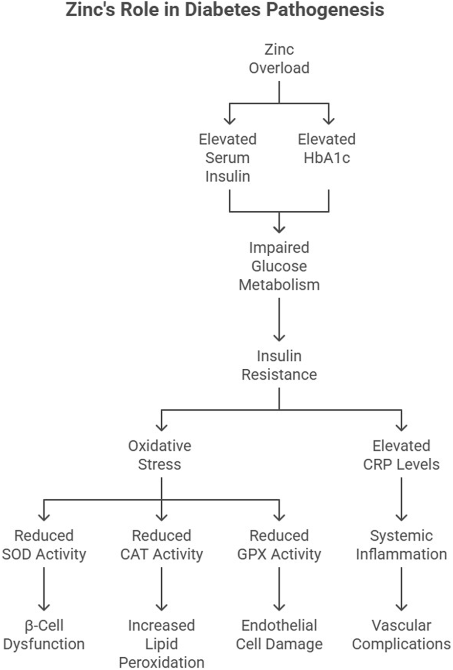 Flowchart illustrating zinc's role in diabetes pathogenesis. Zinc overload leads to elevated serum insulin and HbA1c, impairing glucose metabolism and causing insulin resistance. This results in oxidative stress and elevated CRP levels. Oxidative stress reduces SOD, CAT, and GPX activities, causing β-cell dysfunction, increased lipid peroxidation, and endothelial cell damage. Elevated CRP levels lead to systemic inflammation and vascular complications.