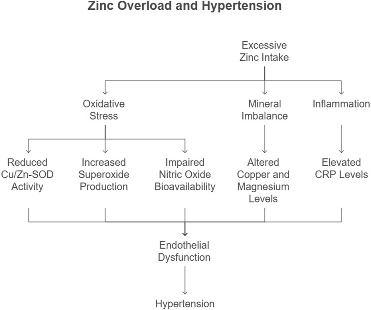 Flowchart titled "Zinc Overload and Hypertension" depicting the effects of excessive zinc intake. It shows pathways leading to endothelial dysfunction and hypertension through oxidative stress, mineral imbalance, and inflammation. Oxidative stress results in reduced Cu/Zn-SOD activity, increased superoxide production, and impaired nitric oxide bioavailability. Mineral imbalance alters copper and magnesium levels. Inflammation elevates CRP levels.