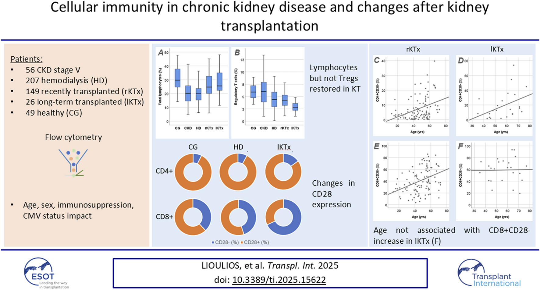 Study on cellular immunity in chronic kidney disease and post-kidney transplantation. It presents data from 56 CKD stage V, 207 hemodialysis, 149 recently transplanted, 26 long-term transplanted, and 49 healthy patients. Box plots show lymphocyte and regulatory T cell percentages. Pie charts illustrate CD28 expression in different groups. Scatter plots correlate CD28 expression with age. Flow cytometry was the main research method, and was associated with age, sex, immunosuppression, and CMV status impacts. Research by Lioulios et al. published in Transplant International 2025, DOI: 10.3389/ti.2025.15622. Logos for ESOT and Transplant International are included.