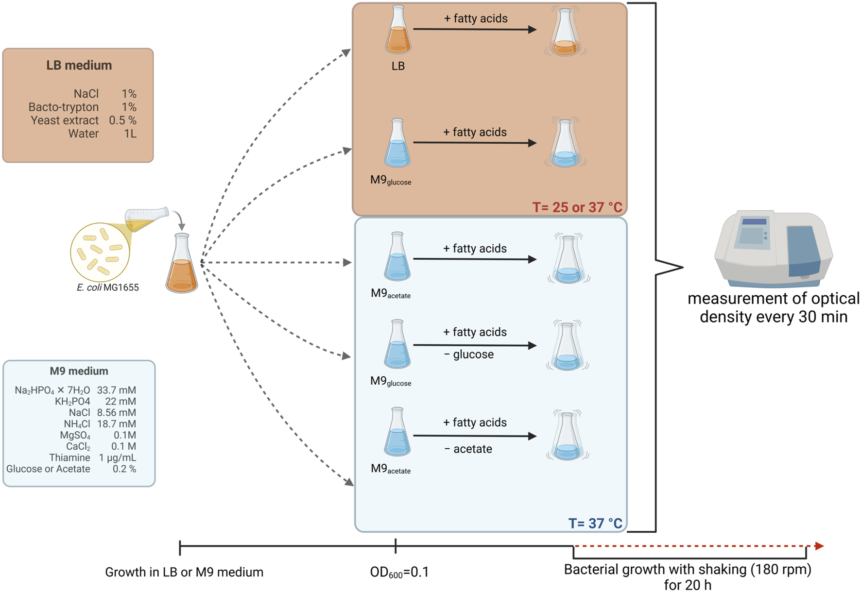 Diagram illustrating the growth of E. coli MG1655 in LB and M9 media. LB medium contains NaCl, Bacto-trypton, yeast extract, and water. M9 medium comprises Na₂HPO₄, KH₂PO₄, NaCl, NH₄Cl, MgSO₄, CaCl₂, thiamine, and glucose or acetate. The E. coli is cultured in M9 with and without glucose or acetate, and fatty acids are added. Incubation occurs at 25 or 37 degrees Celsius. Optical density is measured every 30 minutes during growing with shaking at 180 revolutions per minute for 20 hours.