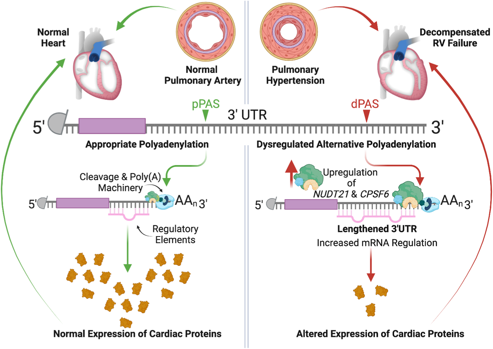 Comparative diagram illustrating normal heart with normal pulmonary artery and proper polyadenylation leading to normal cardiac protein expression on the left, versus pulmonary hypertension with a decompensated heart, upregulation of NUDT21 and CPSF6, lengthened 3'UTR, and altered cardiac protein expression on the right.