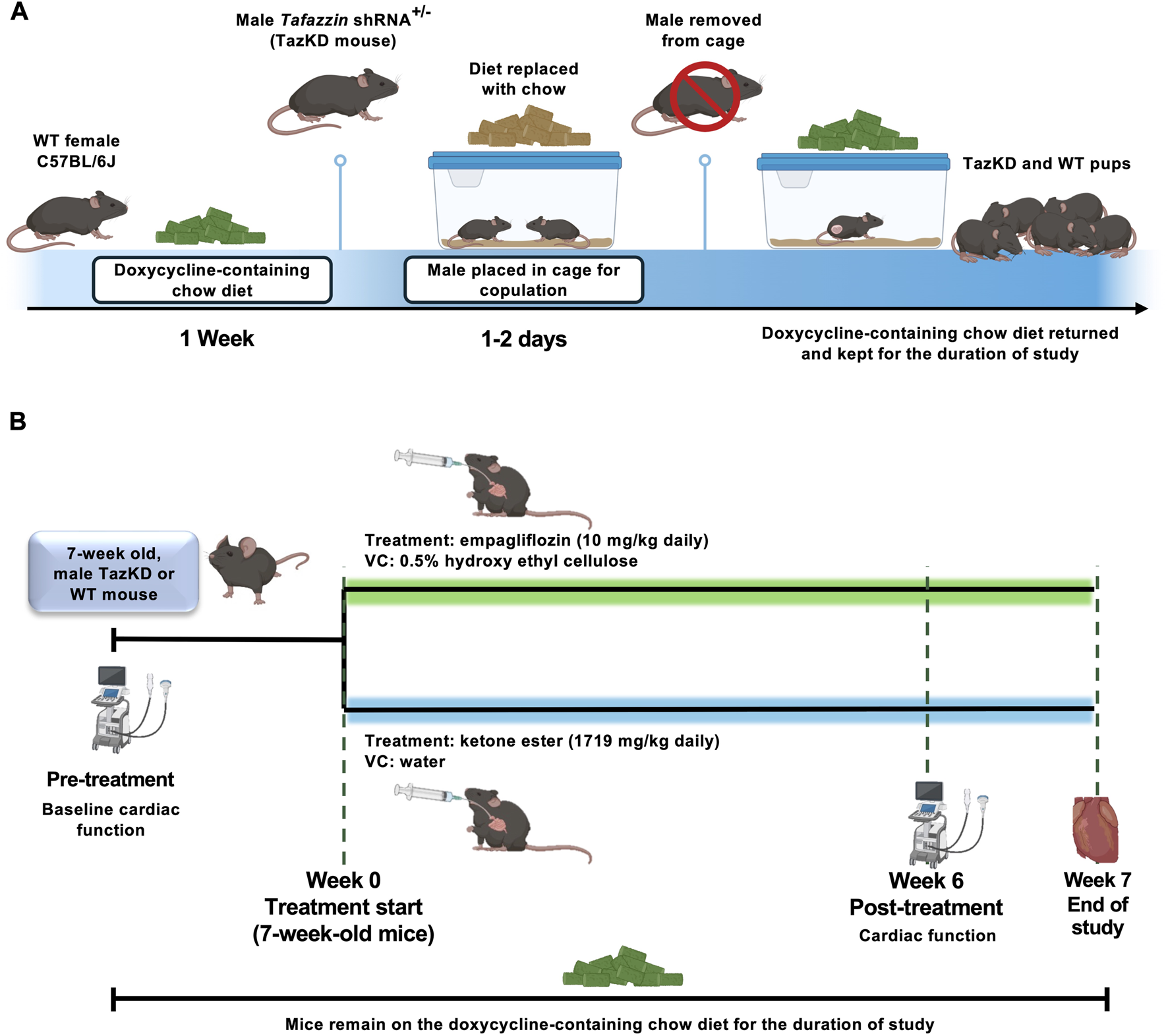 Diagram illustrating an experimental procedure with mice. Panel A shows the breeding process over one week, using doxycycline-containing chow given to a male Tafazzin mouse and a wild-type female. Panel B depicts treatment protocols for 7-week-old male mice, involving empagliflozin or ketone ester, with cardiac function assessed at week zero and week six of treatment. The study concludes after week seven of treatment, with mice on doxycycline chow throughout.