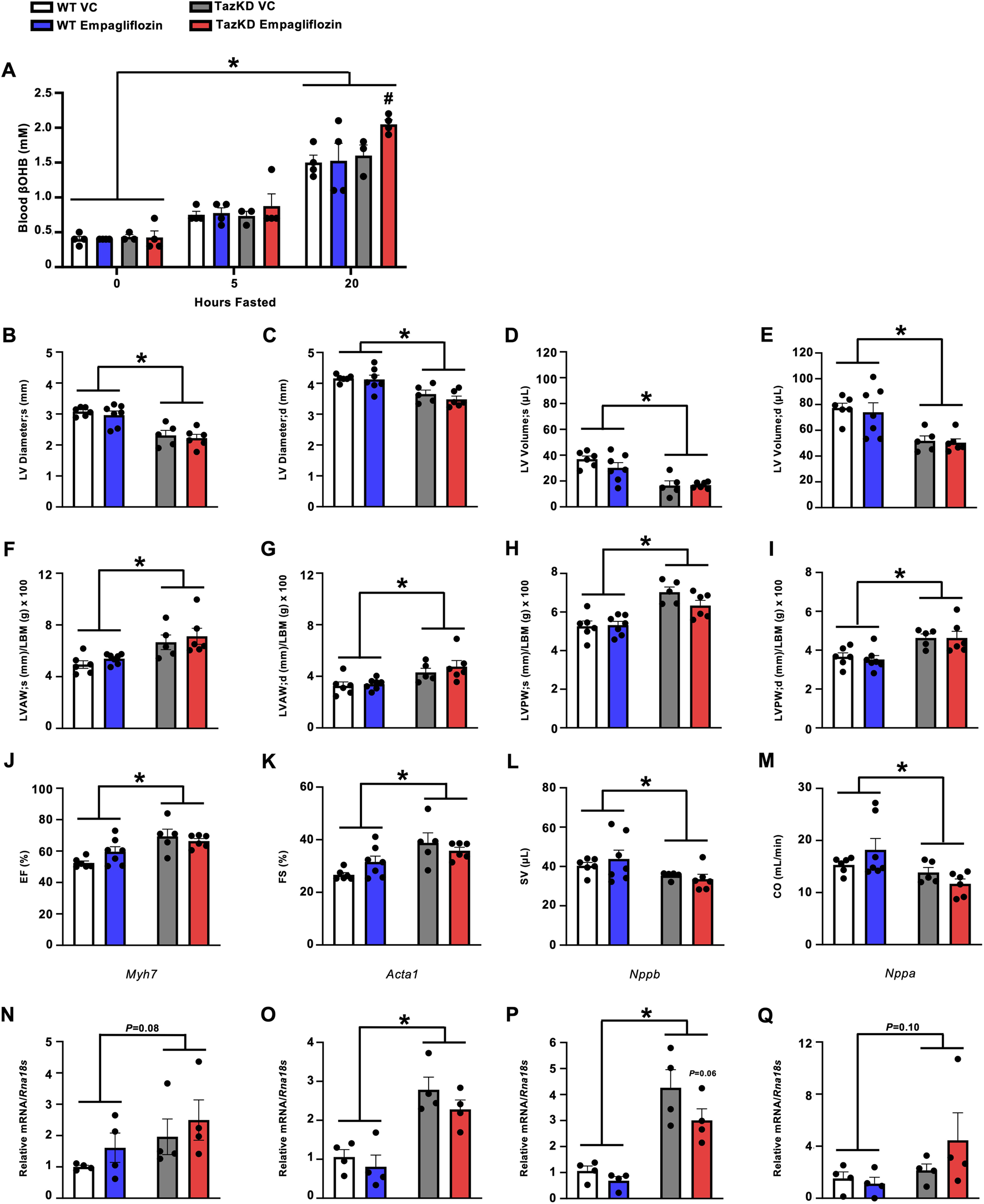 Composite image of multiple bar charts illustrating various physiological parameters and gene expression in different conditions: WT VC, WT Empagliflozin, TazKD VC, and TazKD Empagliflozin. Each panel represents distinct measurements: A shows blood ketone levels over several hours of fasting, B-E display left ventricular dimensions and volumes, F-I show wall thicknesses, J-K display heart function metrics, L-M present stroke volume and cardiac output, and N-Q depict relative mRNA levels. Significant differences are marked with an asterisk.