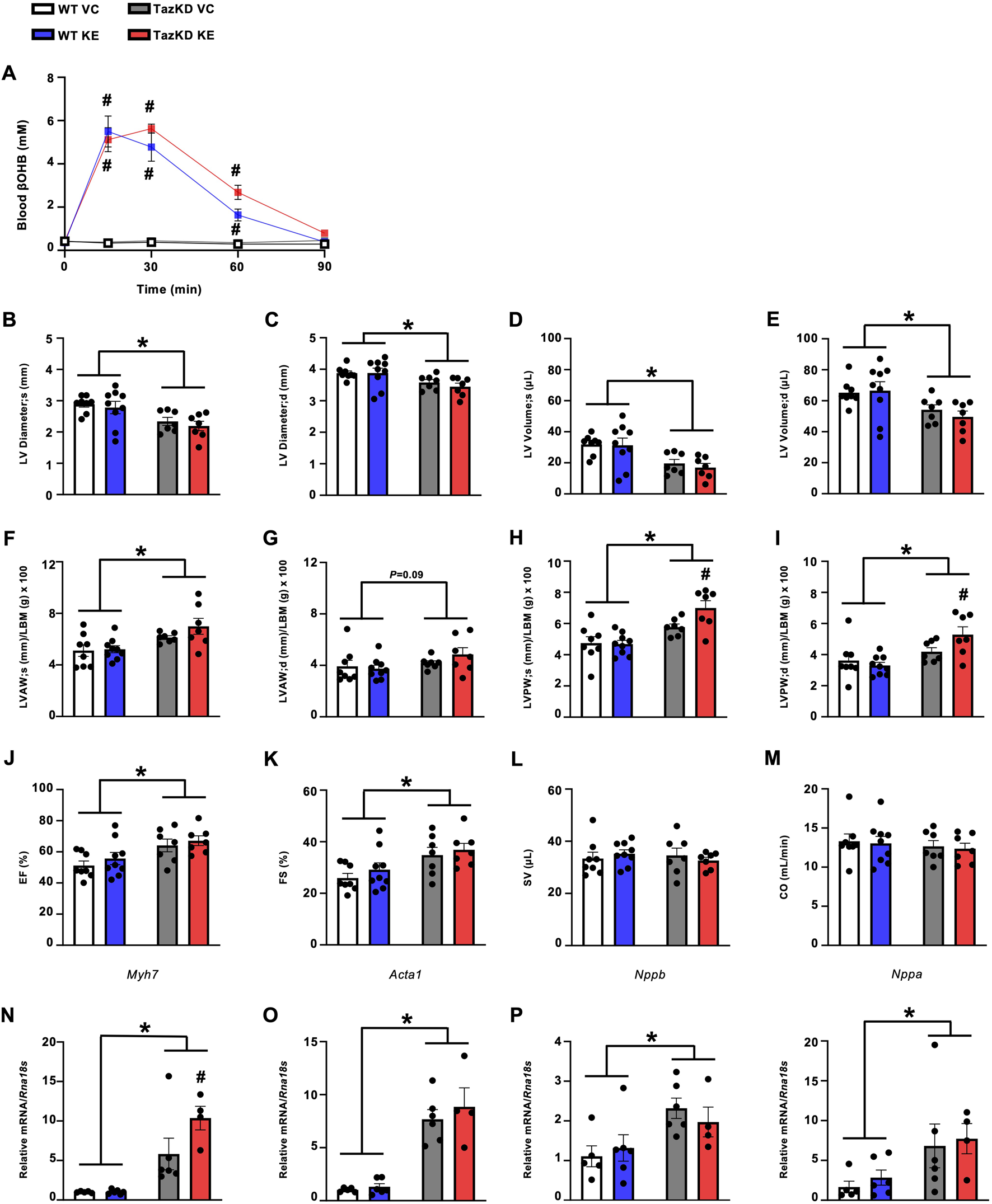 Composite image of multiple bar charts illustrating various physiological parameters and gene expression in different conditions: WT VC, WT KE, TazKD VC, and TazKD KE. Each panel represents distinct measurements: A shows blood ketone levels following KE administration, B-E display left ventricular dimensions and volumes, F-I show wall thicknesses, J-K display heart function metrics, L-M present stroke volume and cardiac output, and N-Q depict relative mRNA levels. Significant differences are marked with an asterisk.