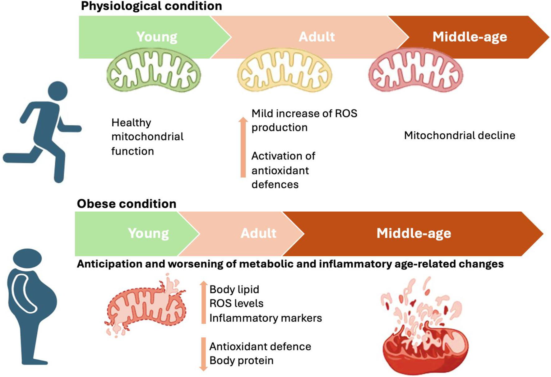 Infographic compares physiological and obese conditions across young, adult, and middle-age stages using graphics of a running person and an obese figure. Physiological sequence shows healthy young mitochondria progressing to mild reactive oxygen species (ROS) increase in adulthood and mitochondrial decline in middle age. Obese sequence shows early mitochondrial damage in youth, leading to increased body lipid, ROS, and inflammatory markers, decreased antioxidant defense and body protein, and severe mitochondrial dysfunction by middle age.