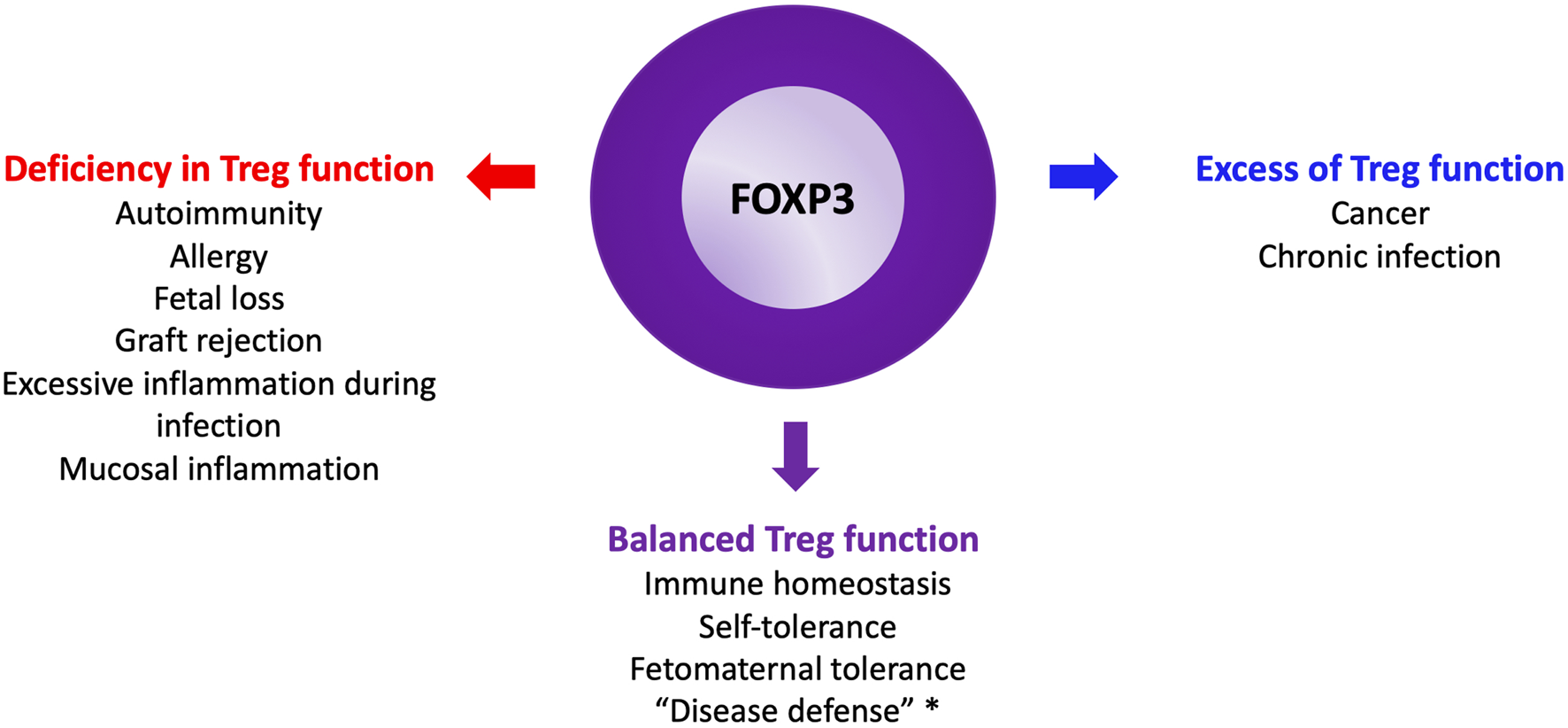 Diagram showing the effects of regulatory T cell (Treg) function. At the center, "FOXP3" is highlighted. Left side: Treg deficiency leads to autoimmunity, allergy, fetal loss, graft rejection, excessive inflammation, and mucosal inflammation. Right side: Excess Treg function causes cancer and chronic infection. Bottom: Balanced Treg function ensures immune homeostasis, self-tolerance, fetomaternal tolerance, and disease defense.