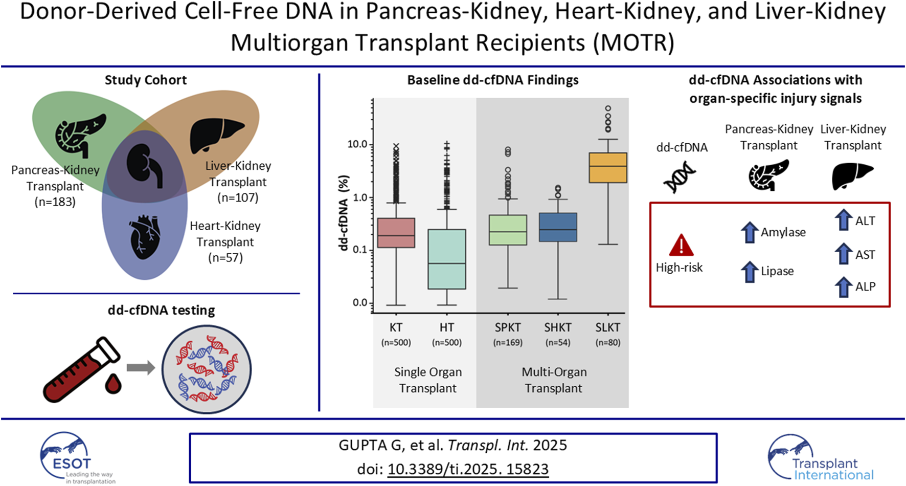 Box plot of findings shows dd-cfDNA percentages for various transplant parings: Displays study cohort: pancreas-kidney (n=183), liver-kidney (n=107), heart-kidney (n=57). Box plot of dd-cfDNA findings shows percentages for various transplants: single (KT, HT) and multi-organ (SPKT, SHKT, SLKT). Includes dd-cfDNA testing method and associations with high-risk organ injury signals like increased amylase, lipase, ALT, AST, ALP. Published by Gupta G et al., Transpl. Int. 2025.
