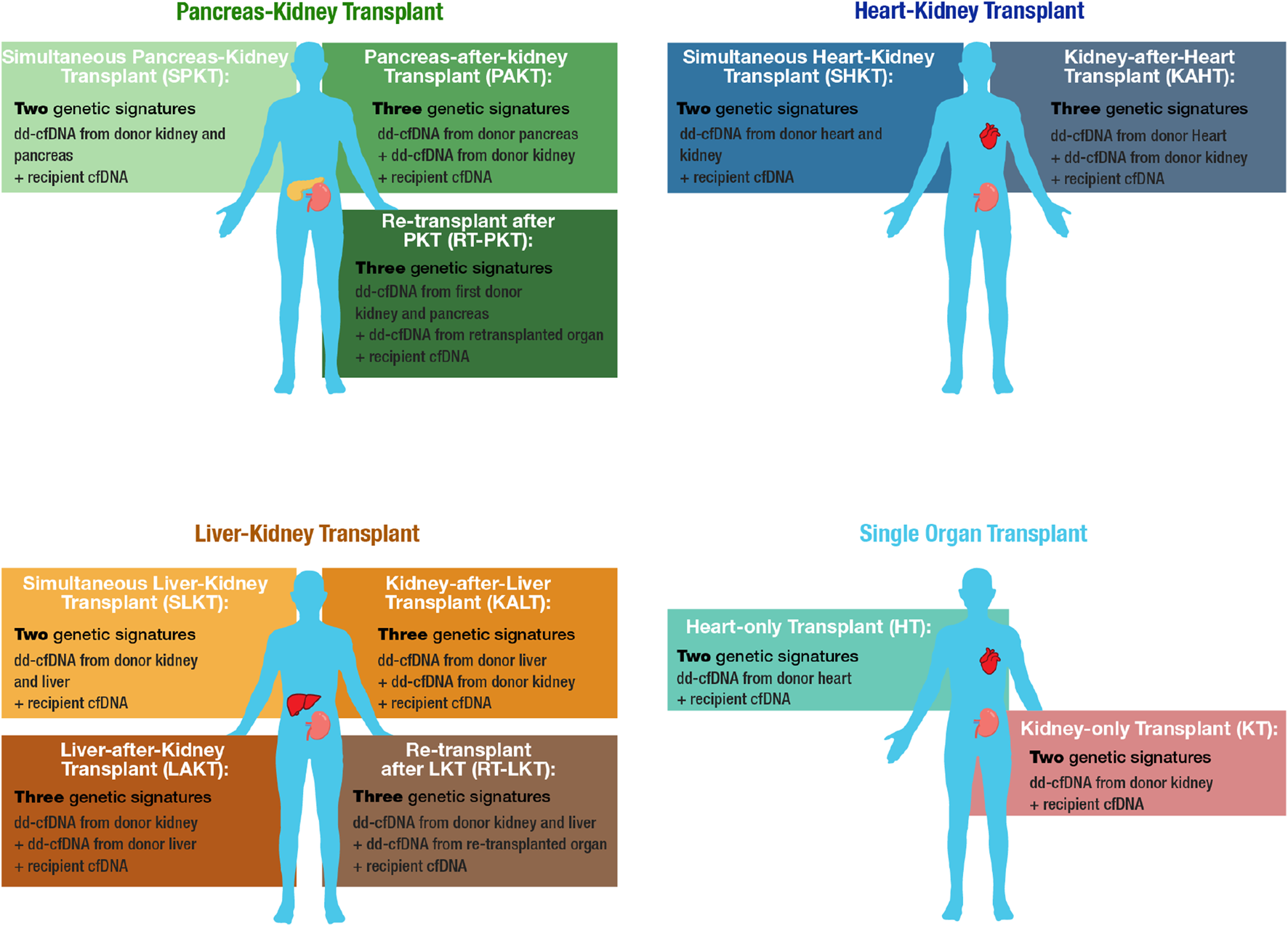Diagram illustrating different types of organ transplants and their genetic signatures. Categories include pancreas-kidney, heart-kidney, liver-kidney, and single organ transplants. Each category lists transplant types with specific genetic signatures: donor-derived cell-free DNA (dd-cfDNA) from multiple organs and recipient cell-free DNA (cfDNA). Transplants range from simultaneous procedures to retransplants, highlighting combinations like pancreas-after-kidney and kidney-after-liver, each with two or three genetic signatures. The image uses color coding to differentiate between transplant types and corresponding descriptions.