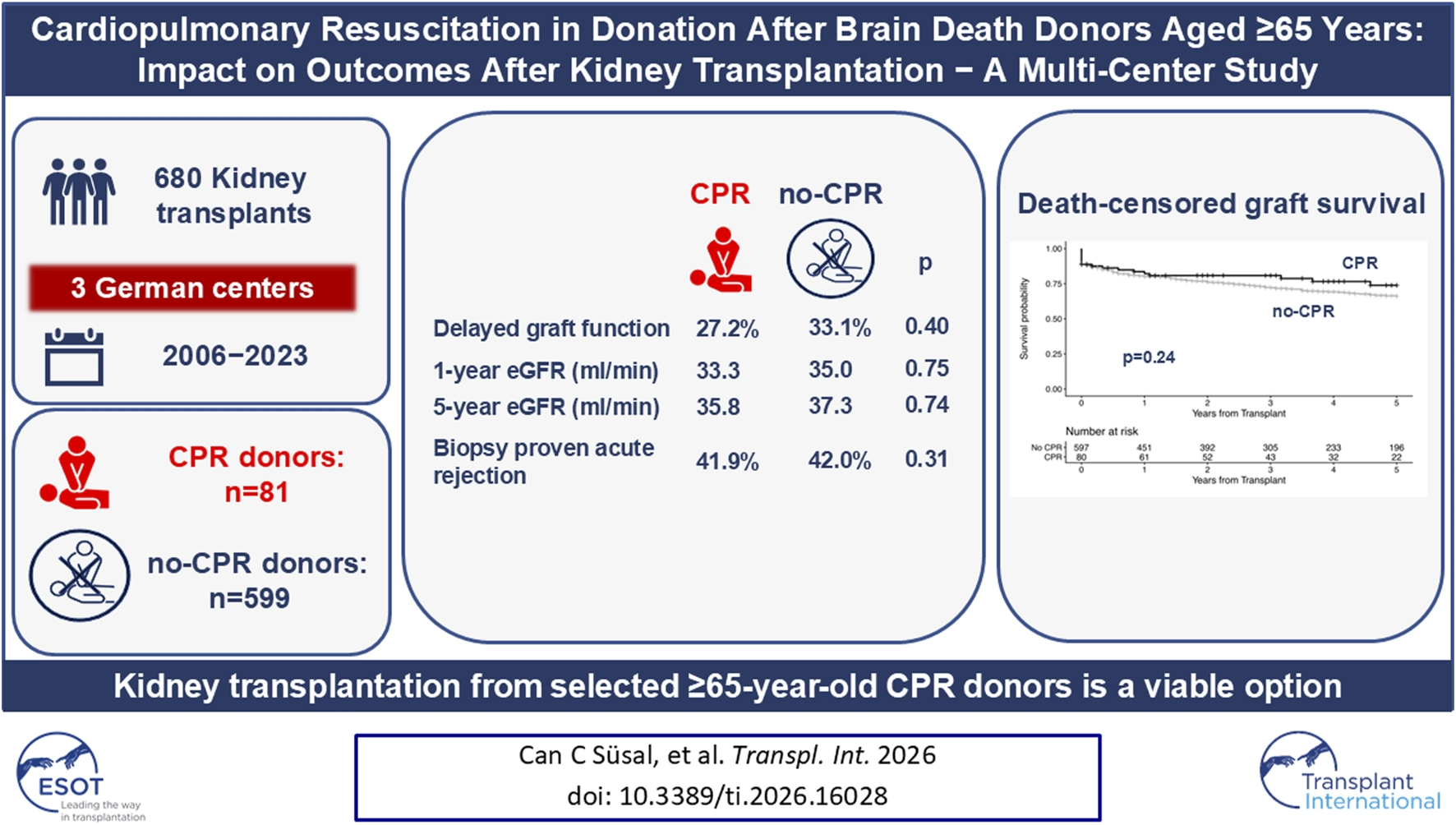 Infographic summarizing a multi-center study on outcomes after kidney transplantation from brain-dead donors aged sixty-five and older across three German centers between two thousand six and two thousand twenty-three. Out of six hundred eighty kidney transplants, eighty-one had cardiopulmonary resuscitation and five hundred ninety-nine did not. Clinical metrics including delayed graft function and eGFR at one and five years showed no significant differences between groups. A line graph illustrates similar death-censored graft survival probabilities for both groups with a p-value of zero point two four. The conclusion states transplantation from selected elderly CPR donors is viable.
