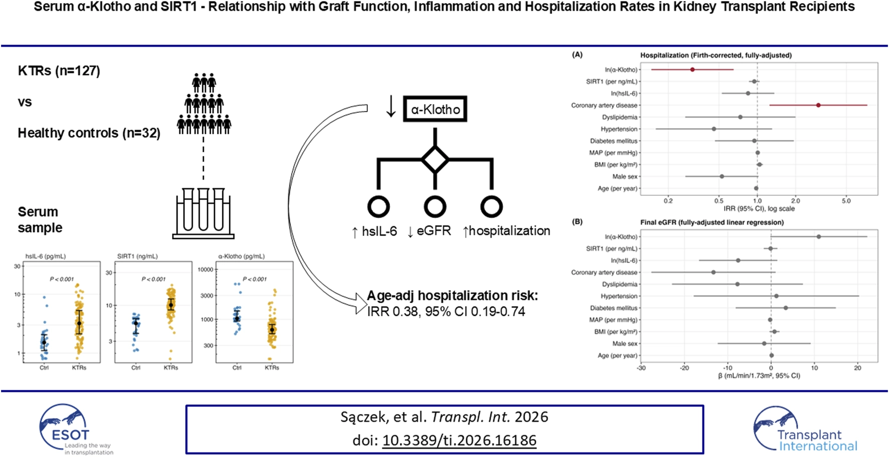 Infographic summarizing a study on kidney transplant recipients (KTRs, n = 127) versus healthy controls (n = 32) analyzing serum α-Klotho and SIRT1, with results showing lower α-Klotho in KTRs, leading to higher hsIL-6, lower eGFR, and increased hospitalizations. Three dot plots compare hsIL-6, SIRT1, and α-Klotho serum levels between controls and KTRs. Two forest plots display incidence rate ratios and regression analyses for hospitalization risk and final eGFR, highlighting significant associations for α-Klotho. Study citation and ESOT/Transplant International logos are present.