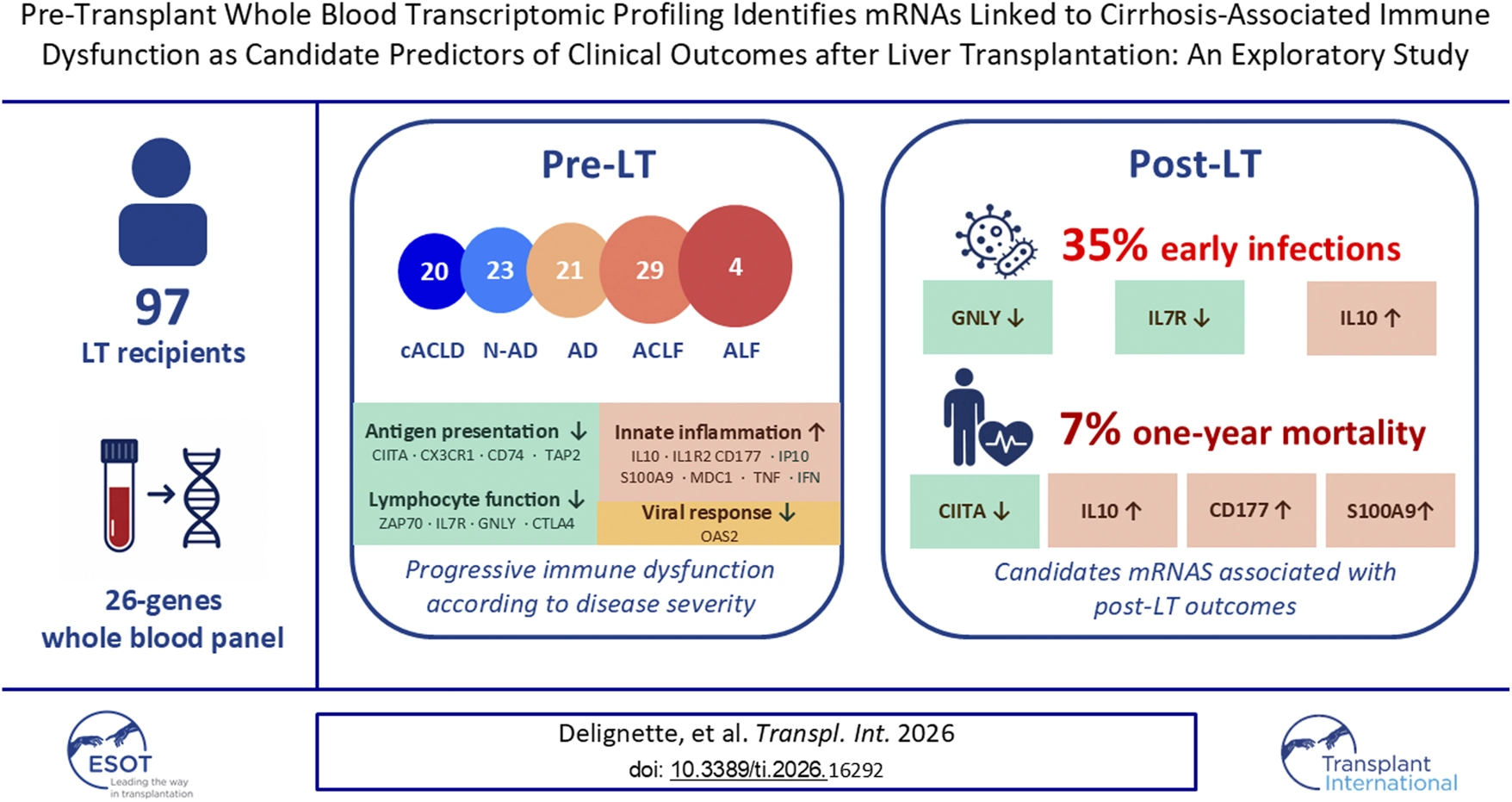 Infographic summarizes an exploratory study of 97 liver transplant recipients using a 26-gene whole blood panel; pre-transplant data show progressive immune dysfunction with decreased antigen presentation and lymphocyte function, increased innate inflammation, and worsened viral response by disease severity. Post-transplant, 35 percent experienced early infections linked to reduced GNLY, IL7R, and increased IL10, while 7 percent one-year mortality correlated with reduced CIITA and increased IL10, CD177, and S100A9, identifying candidate mRNAs for post-transplant outcomes.