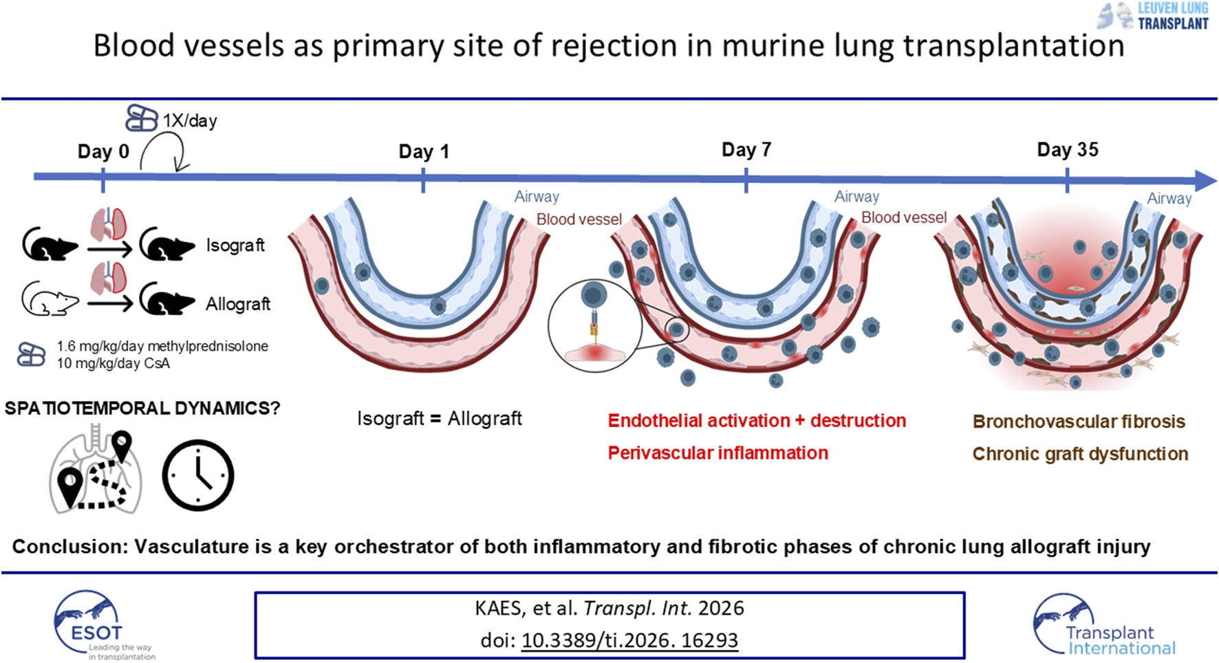 Infographic illustrating how blood vessels are the main site of rejection following murine lung transplantation. Timeline from day zero to day thirty-five shows progression from normal vasculature to endothelial activation, perivascular inflammation, and bronchovascular fibrosis, highlighting inflammation and fibrosis phases of chronic lung allograft injury.