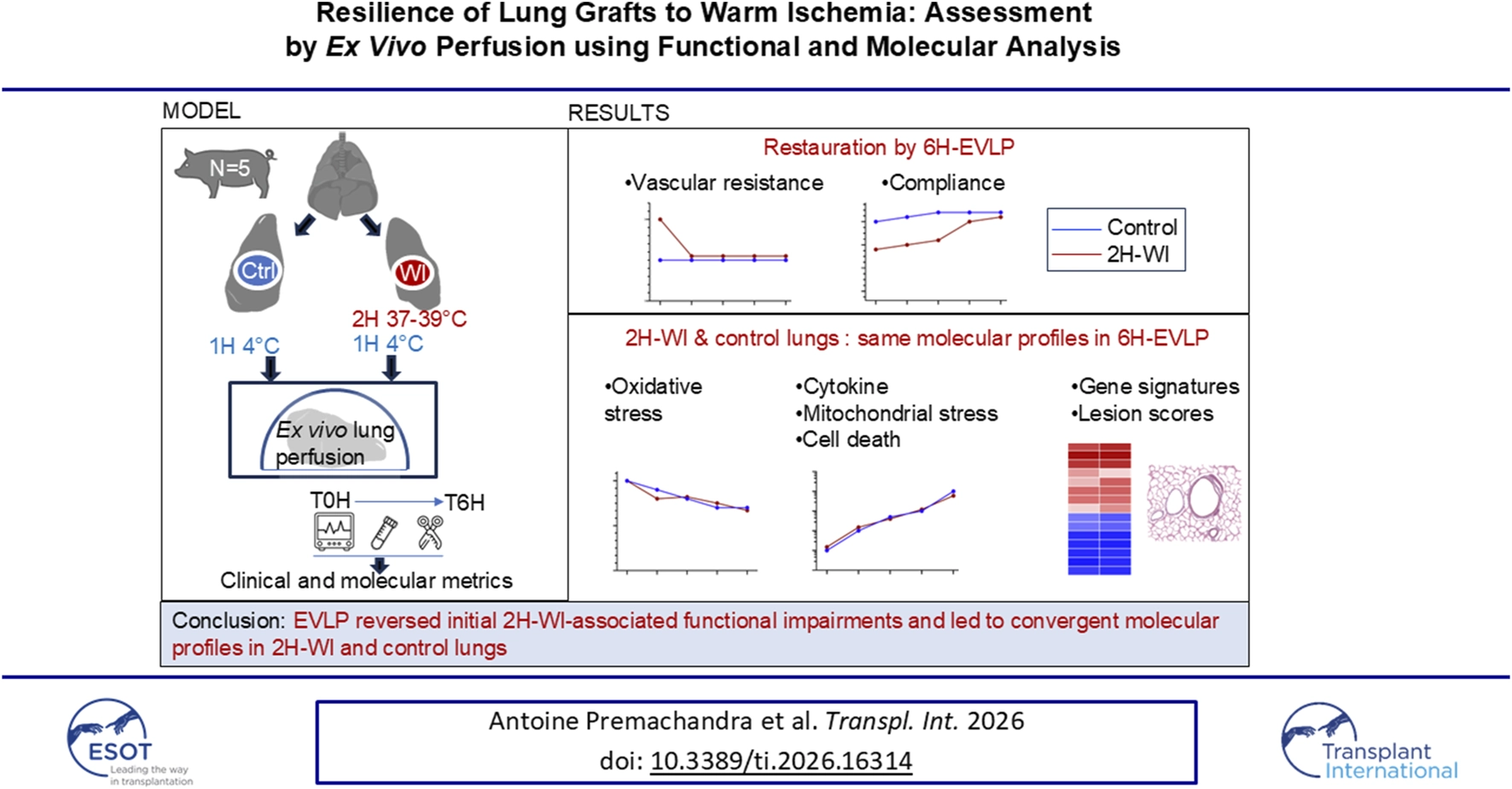 Scientific summary graphic showing a study model using five pigs whose lungs were subjected to control or warm ischemia (two hours at thirty-seven to thirty-nine degrees Celsius) before ex vivo lung perfusion. Functional and molecular metrics were assessed at baseline and six hours post-perfusion. Results indicate that ex vivo lung perfusion restored vascular resistance and compliance and led to convergence in oxidative stress, cytokine profiles, mitochondrial stress, cell death, gene signatures, and lesion scores between the two groups. Conclusion states ex vivo lung perfusion reversed functional impairments and converged molecular profiles.