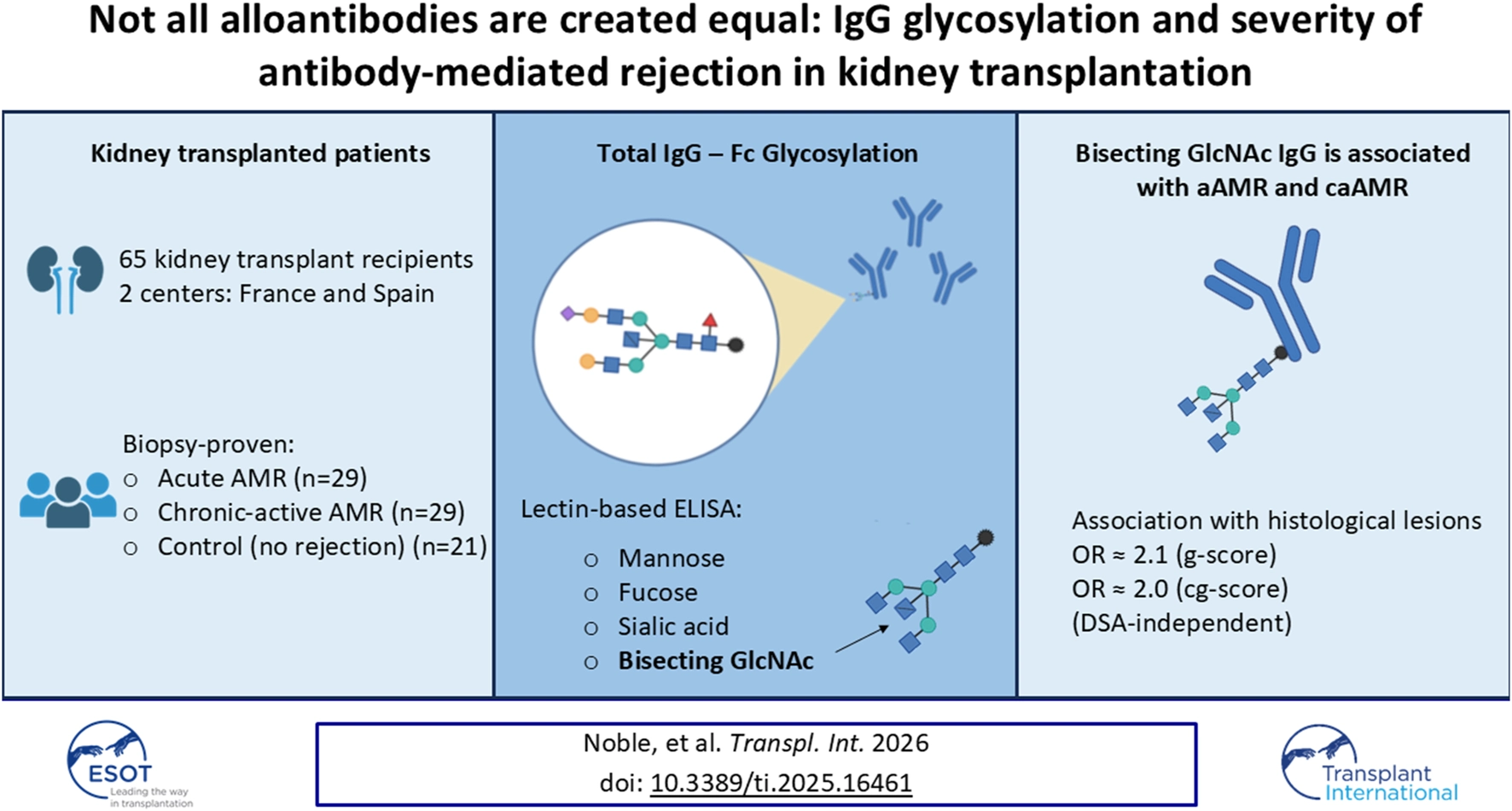 Infographic summarizes research on IgG glycosylation and antibody-mediated rejection in kidney transplant recipients from France and Spain. Study examined 65 patients with acute, chronic-active, or no rejection using lectin-based ELISA for glycan analysis. Bisecting GlcNAc in IgG is linked to higher risk of acute and chronic-active rejection, independently associated with histological lesions based on g-score and cg-score.