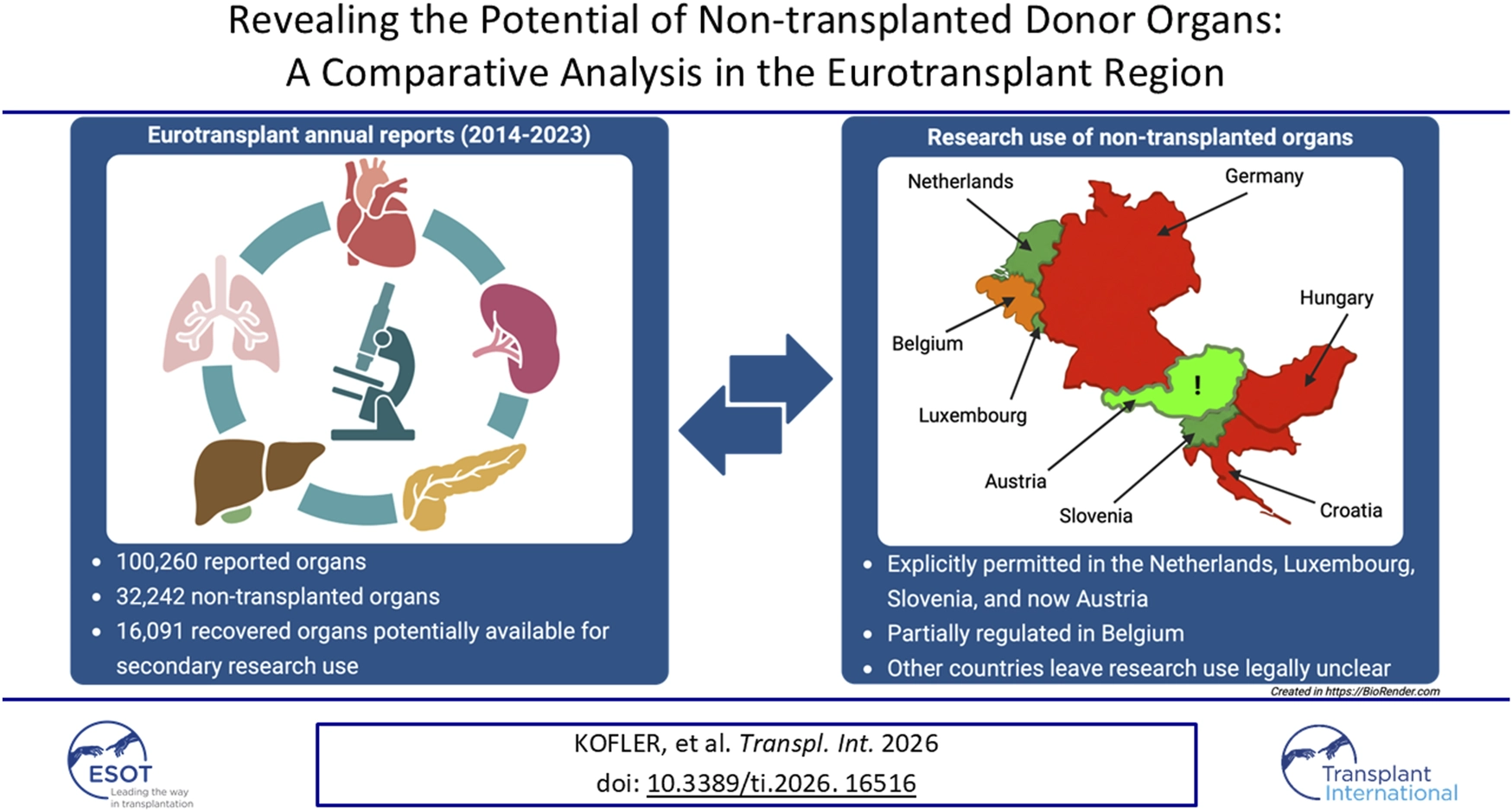 Infographic compares Eurotransplant annual reports and legal status of non-transplanted donor organ research in Europe. Left section shows organ icons and statistics: 100,260 reported organs, 32,242 non-transplanted, and 16,091 potentially available for research (2014-2023). Right section presents a color-coded map, indicating permitted research use in the Netherlands, Luxembourg, Slovenia, and Austria, partial regulation in Belgium, and legal ambiguity elsewhere.