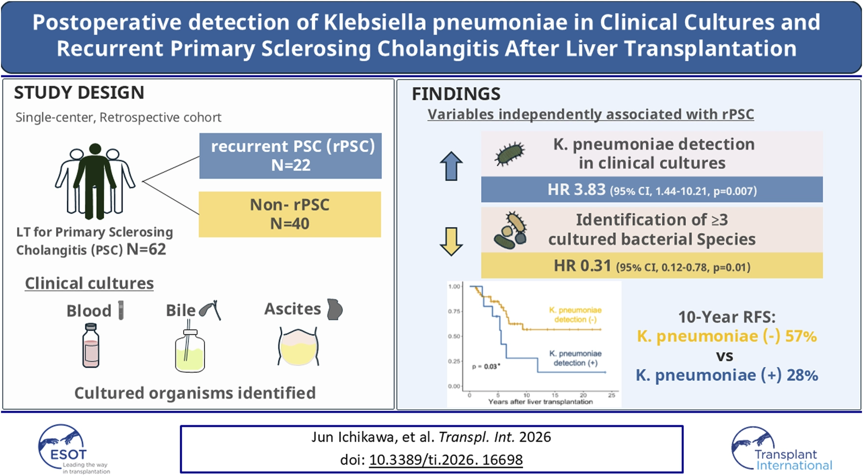Infographic summarizing a retrospective single-center study of 62 liver transplant patients with primary sclerosing cholangitis, divided into recurrent PSC (22 patients) and non-recurrent PSC (40 patients). Clinical cultures from blood, bile, and ascites were analyzed. Key findings show Klebsiella pneumoniae detection in clinical cultures is associated with a higher risk of recurrent PSC (hazard ratio 3.83, p=0.007), while detection of three or more bacterial species reduces risk (hazard ratio 0.31, p=0.01). A 10-year recurrence-free survival comparison is depicted: 57 percent without K. pneumoniae versus 28 percent with K. pneumoniae.
