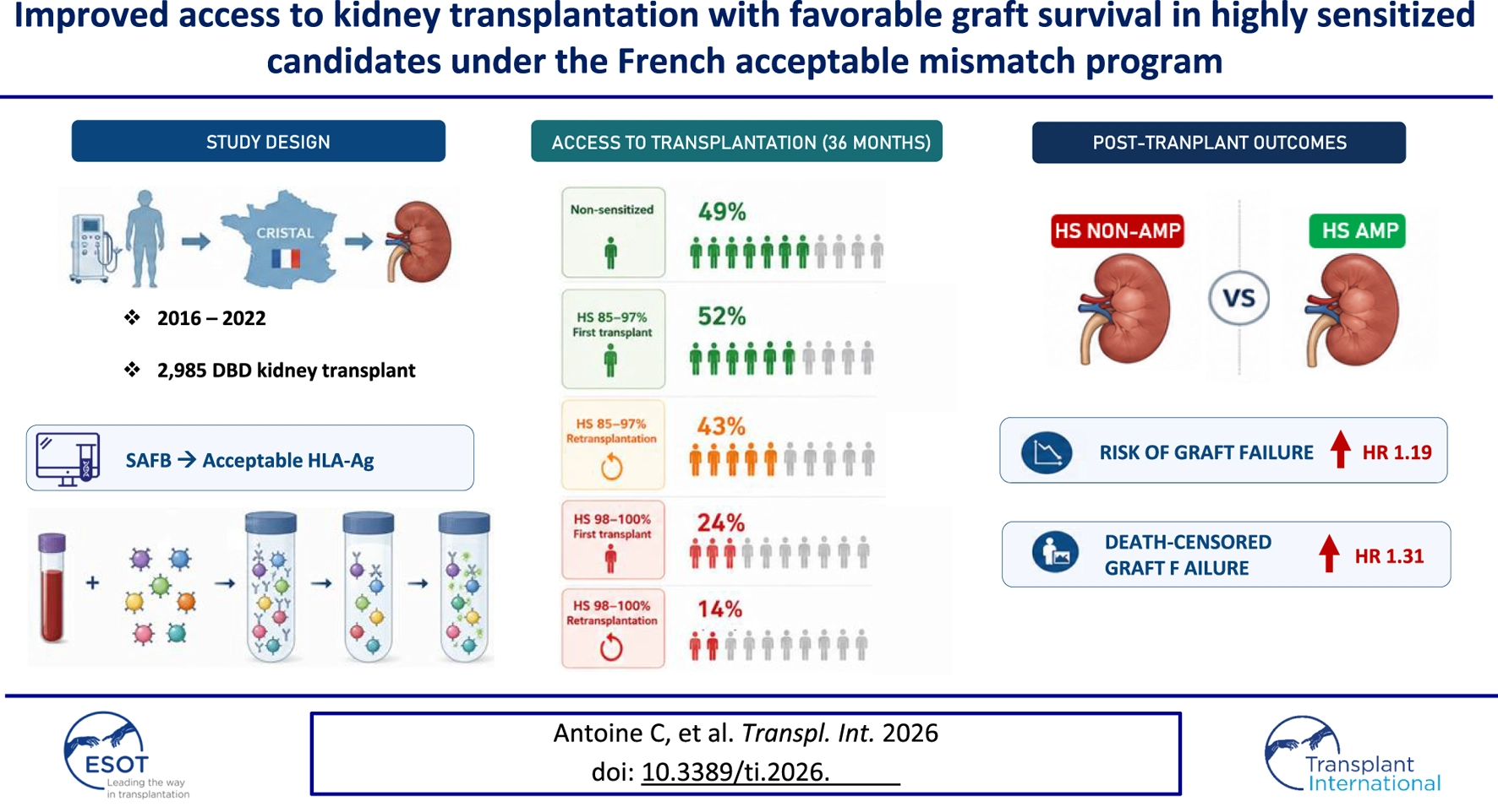 Infographic summarizing a study on kidney transplantation in highly sensitized patients in France from 2016 to 2022 with 2,985 deceased donor kidney transplants, highlighting acceptable HLA antigen matching and improved access. Access rates to transplantation at thirty-six months are 49 percent for non-sensitized, 52 percent for highly sensitized (HS) 85-97% first transplant, 43 percent for HS 85-97% retransplantation, 24 percent for HS 98-100% first transplant, and 14% for HS 98-100% percent retransplantation. Post-transplant outcomes show lower risk of graft failure for HS with acceptable mismatch program (AMP) than HS non-AMP.