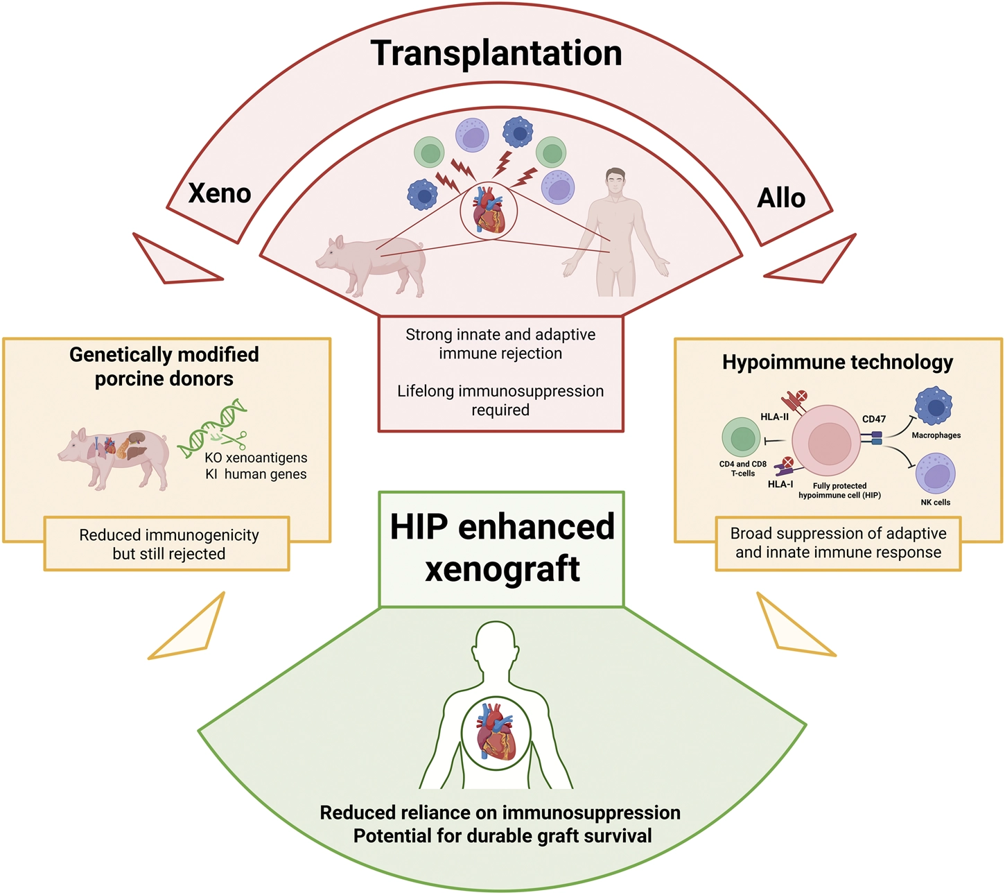 Infographic contrasting xenotransplantation and allotransplantation, showing strong immune rejection and lifelong immunosuppression. Genetically modified porcine donors reduce immunogenicity, while hypoimmune technology achieves broad immune suppression. HIP enhanced xenograft offers reduced immunosuppression and potential for lasting graft survival.