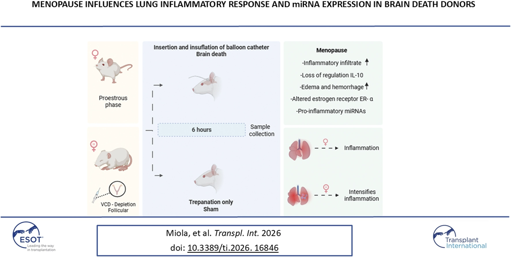 Graphic presents an experimental study on the effect of menopause on lung inflammation in brain death donors using female mice in proestrous and menopause-like states. Brain death is induced with balloon catheter insertion, followed by sample collection after six hours. Key menopause findings include increased inflammatory infiltrate, loss of IL-10 regulation, elevated edema and hemorrhage, altered estrogen receptor expression, and pro-inflammatory miRNAs, resulting in intensified lung inflammation compared to non-menopausal controls.